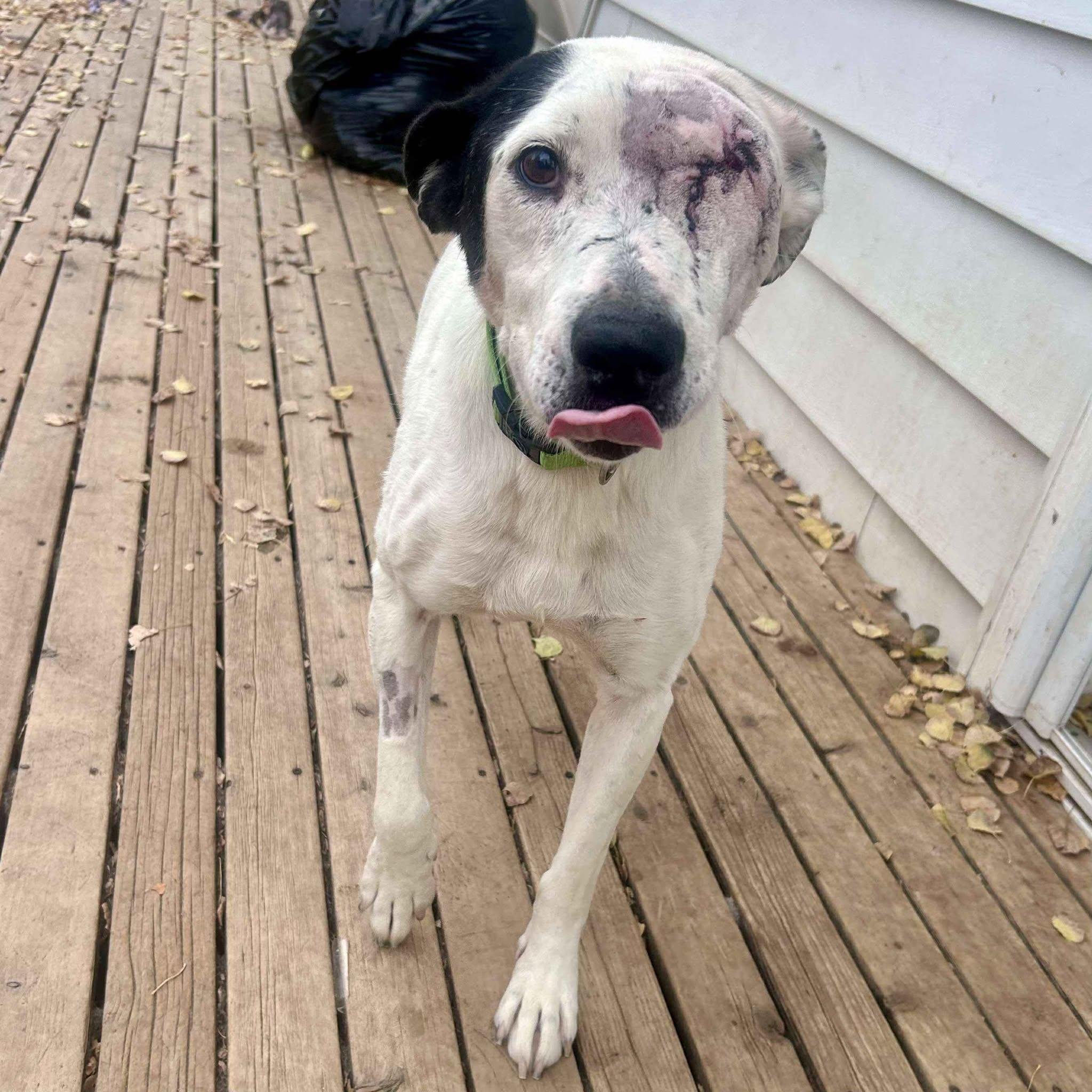 Ripple, Adoptable, Adult Female Mixed Breed.