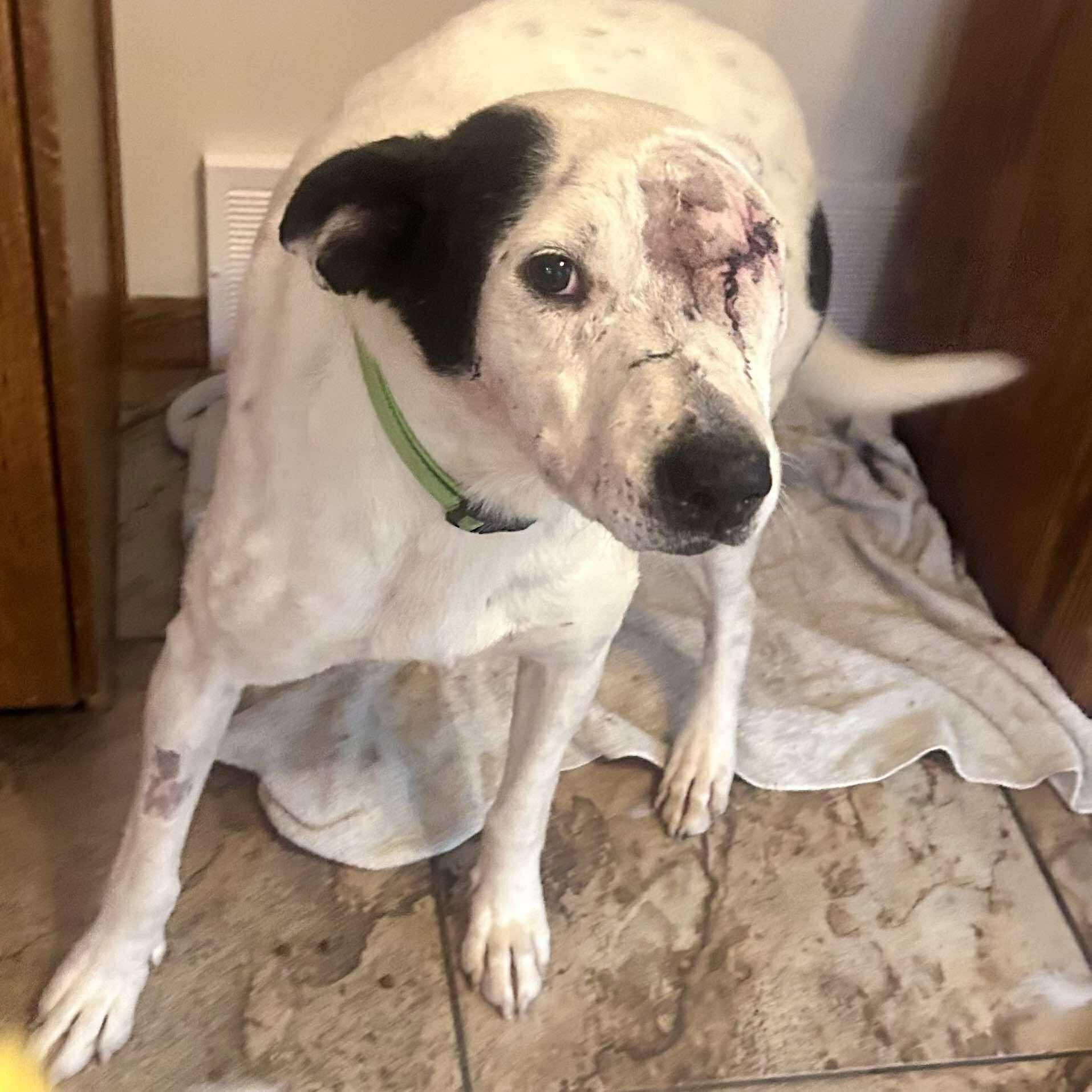 Ripple, a Adoptable Mixed Breed in Edmonton, AB image 4/6