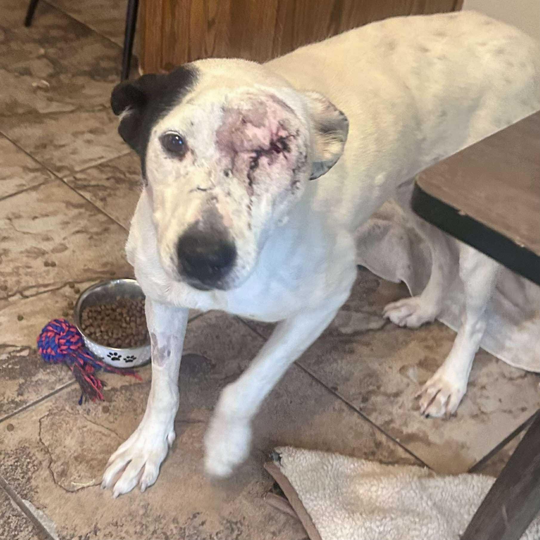 Ripple, a Adoptable Mixed Breed in Edmonton, AB image 6/6