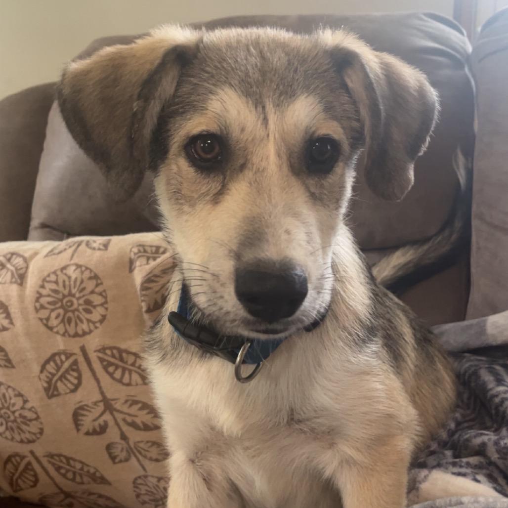 Waylon, Adoptable, Puppy Male Great Pyrenees & Shepherd.