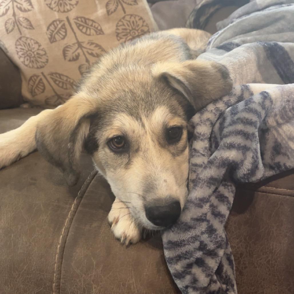 Waylon, a Adoptable mixed breed in Chillicothe, IL image 2/5