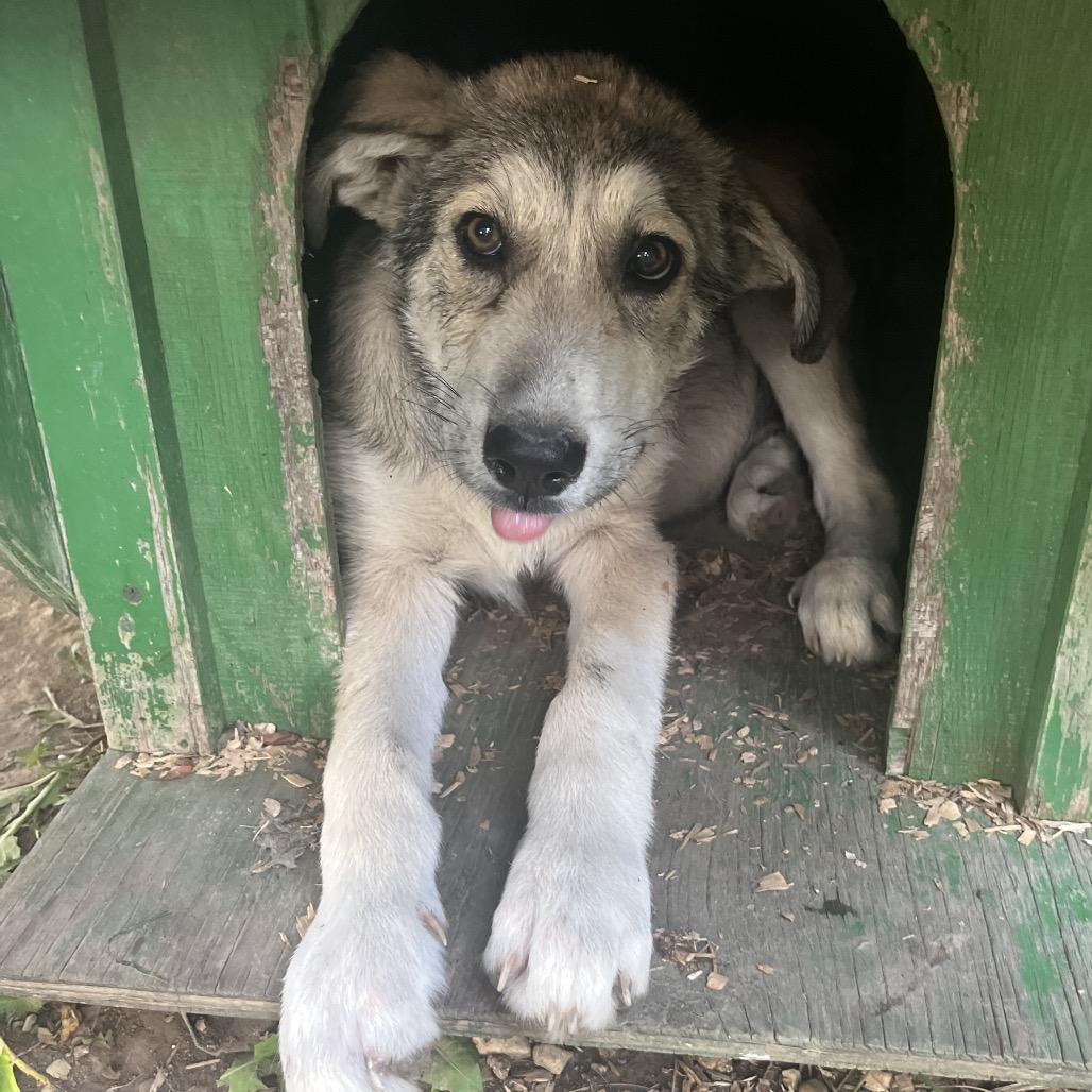 Waylon, a Adoptable mixed breed in Chillicothe, IL image 3/5