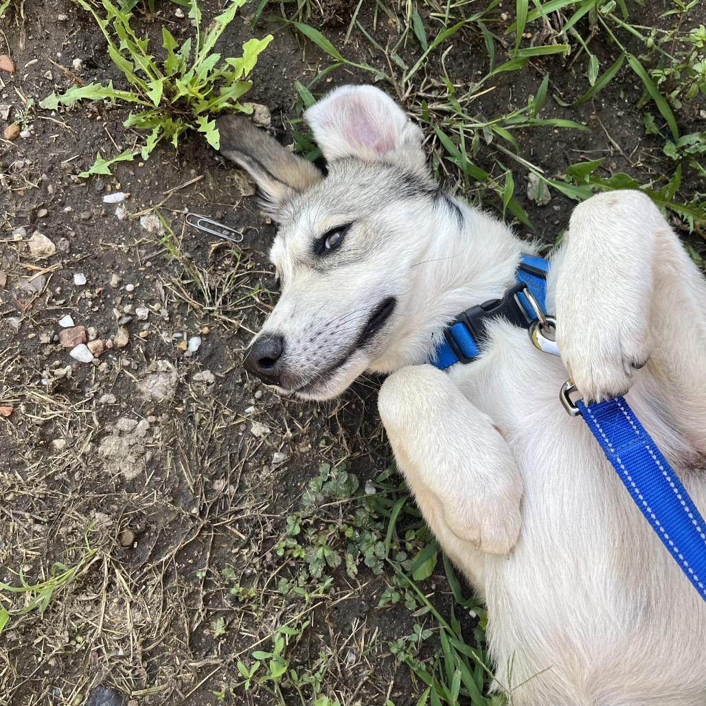 Waylon, a Adoptable mixed breed in Chillicothe, IL image 4/5