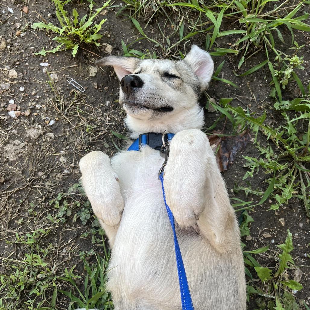Waylon, a Adoptable mixed breed in Chillicothe, IL image 5/5
