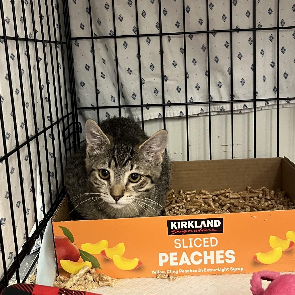 Holly, Adoptable, Kitten Female Domestic Short Hair.