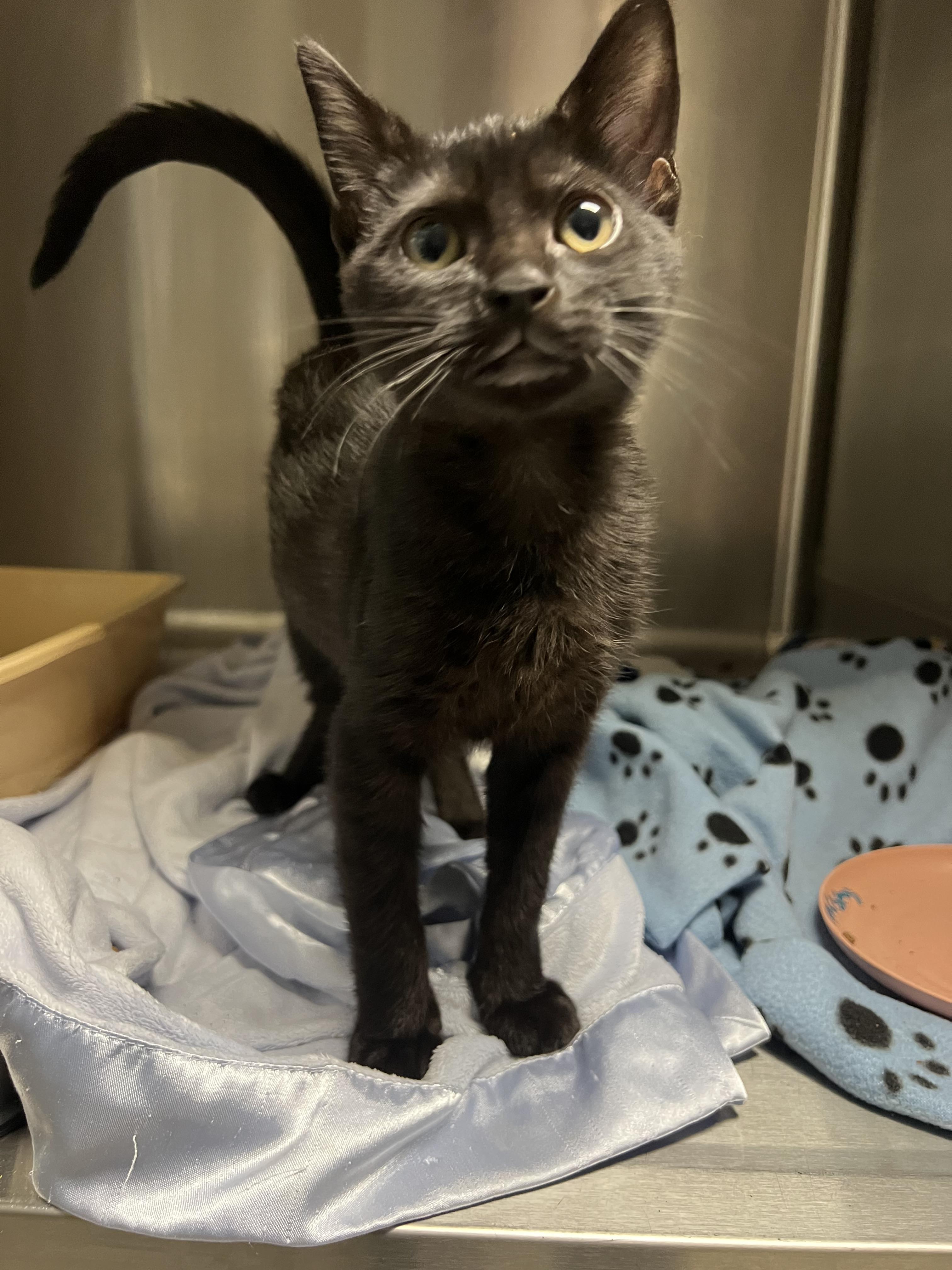 Misty, Adoptable, Kitten Female Domestic Short Hair.