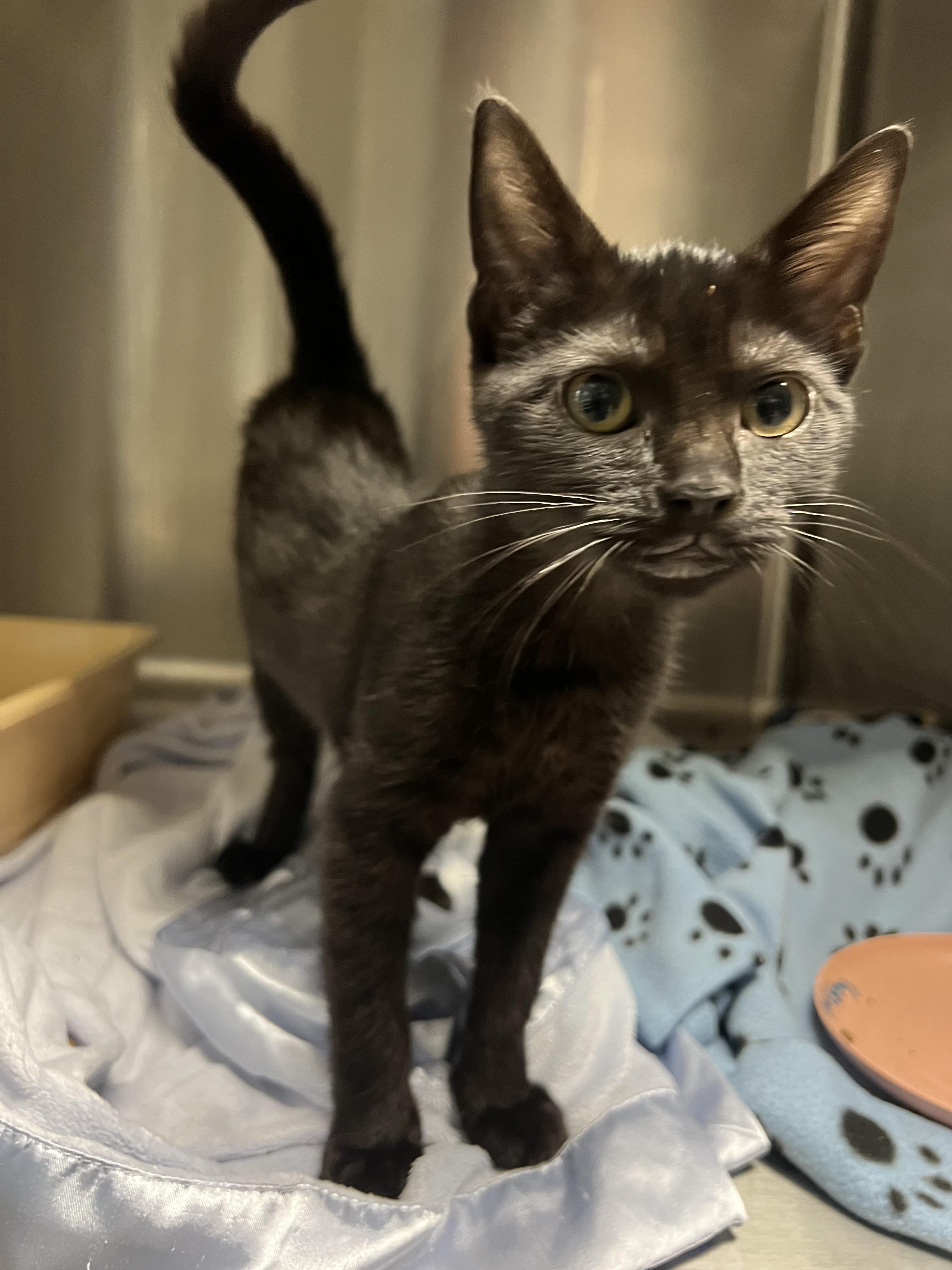 Enlarge Misty, a Adoptable mixed breed in Chico, CA image 2/2