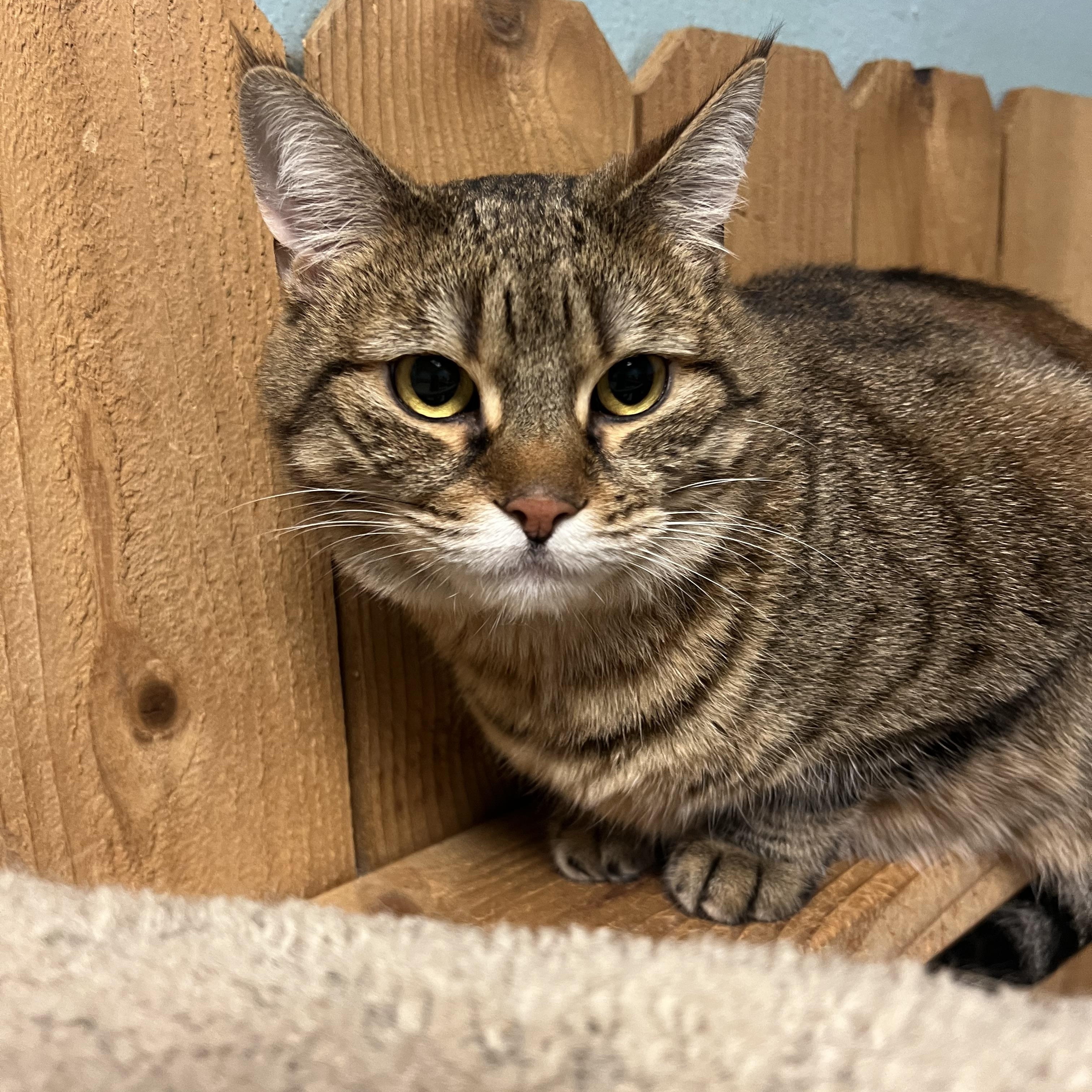 Enlarge Oucho, a ADOPTABLE Domestic Short Hair in Spokane, WA image 1/2