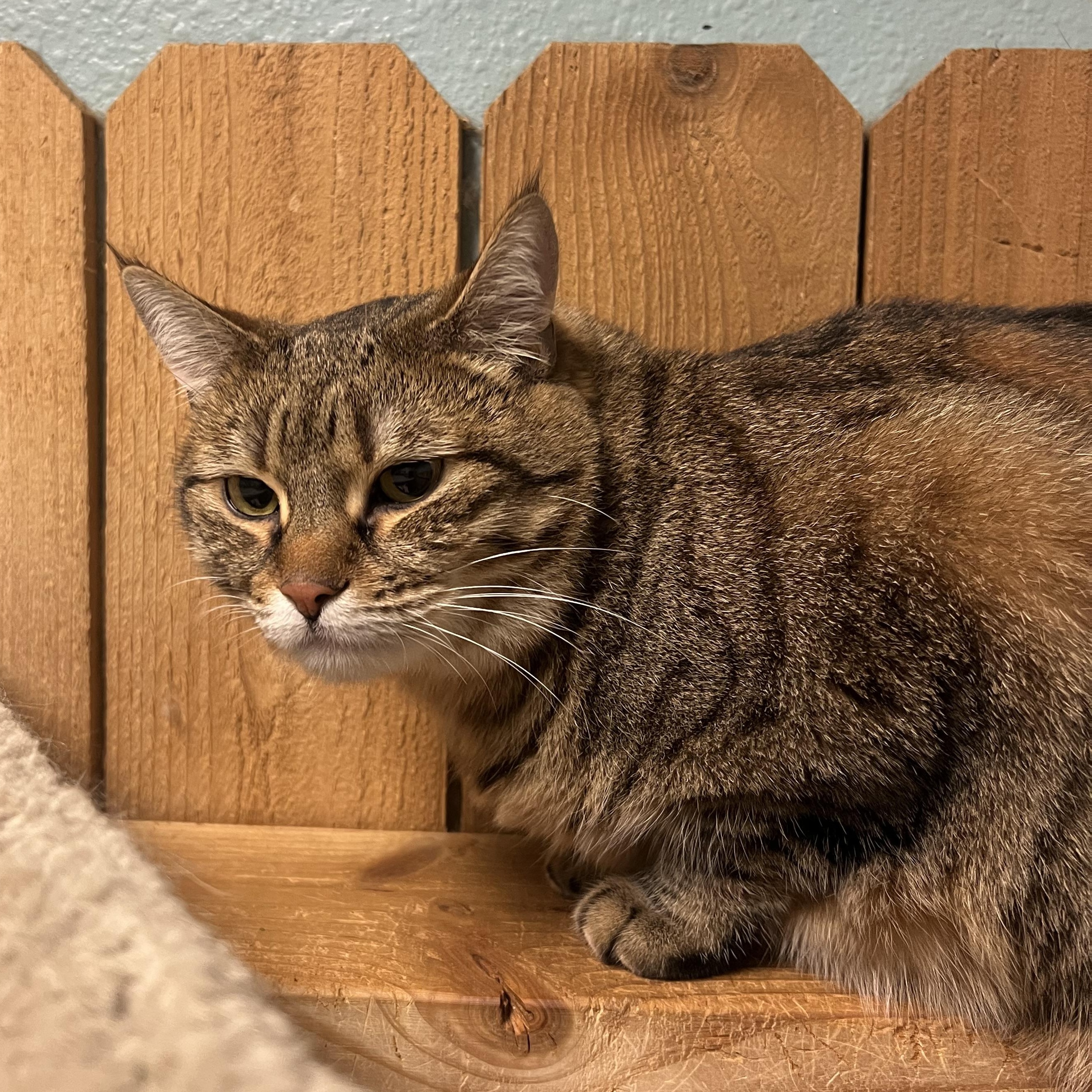 Enlarge Oucho, a ADOPTABLE Domestic Short Hair in Spokane, WA image 2/2