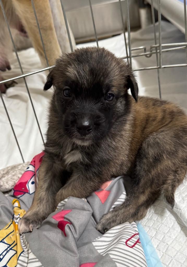 Enlarge Dandy, a Adoptable mixed breed in Carthage, MO image 1/3