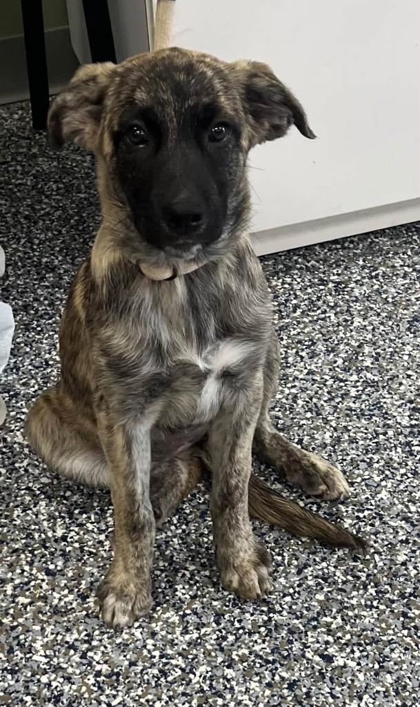 Enlarge Dandy, a Adoptable mixed breed in Carthage, MO image 2/3