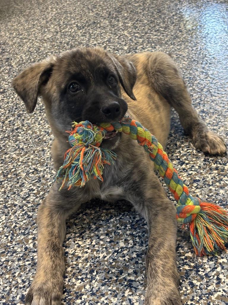 Enlarge Dandy, a Adoptable mixed breed in Carthage, MO image 3/3