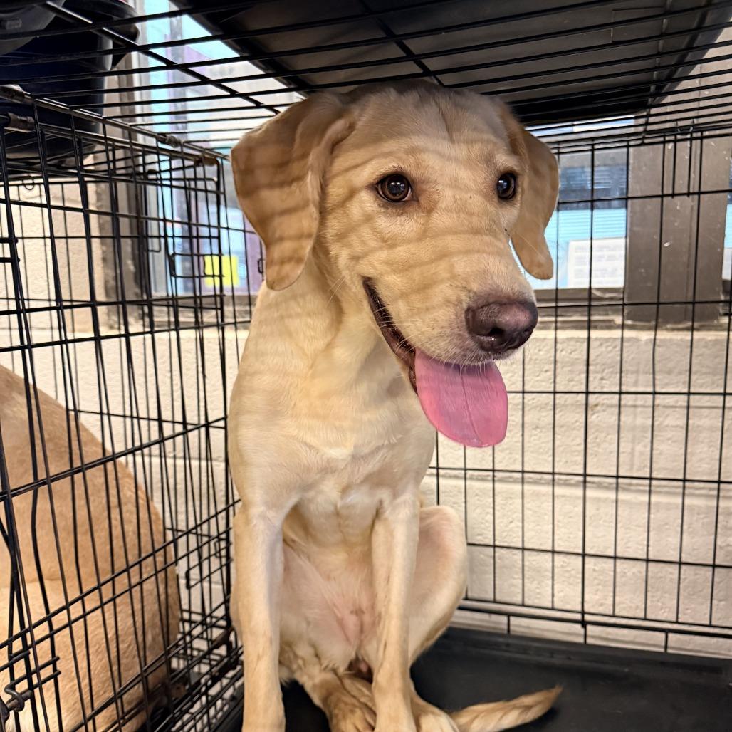 Clara Belle, Adoptable, Young Female Labrador Retriever.