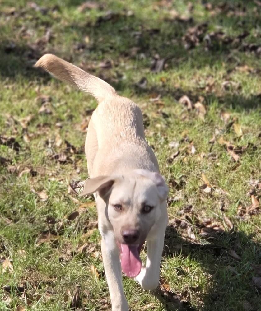 Enlarge Lioness, a Adoptable mixed breed in Newton, TX image 1/3