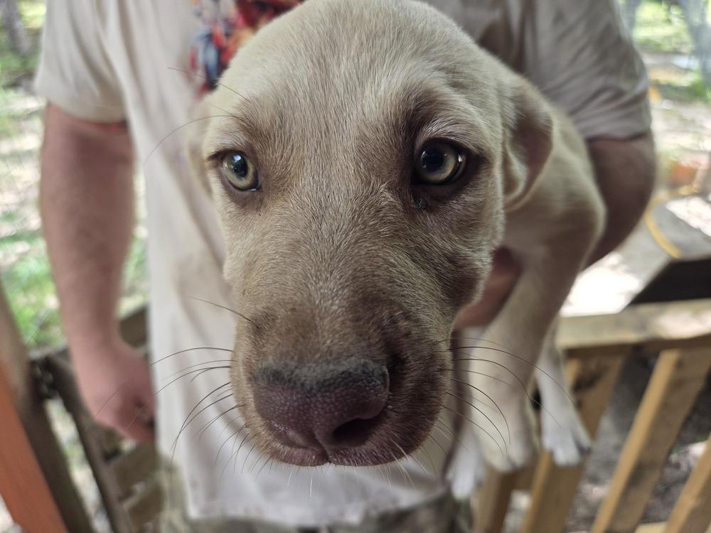 Enlarge Lioness, a Adoptable mixed breed in Newton, TX image 3/3