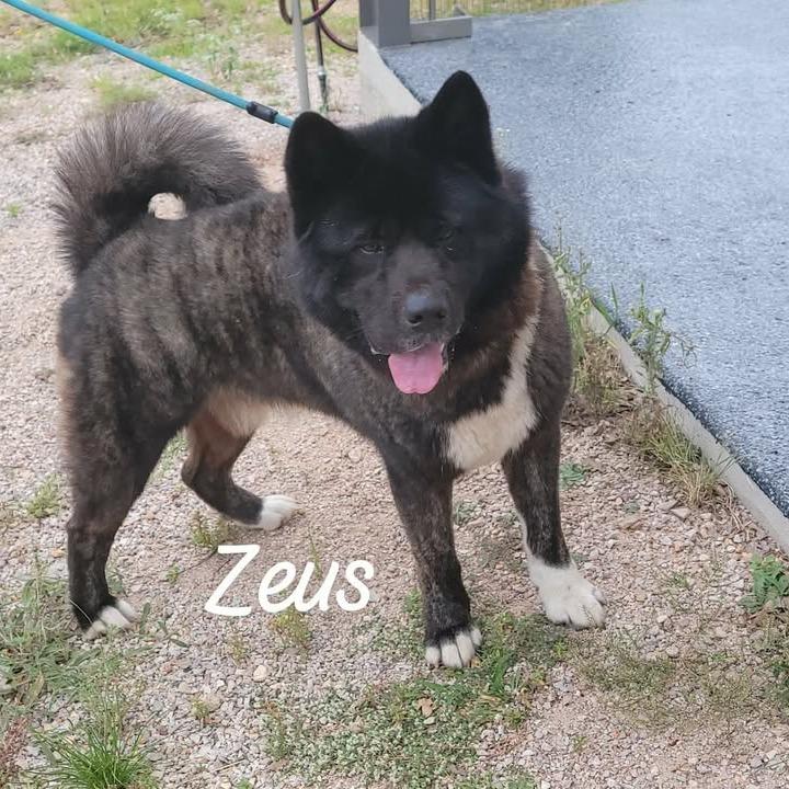 Zeus, Adoptable, Adult Male Akita.