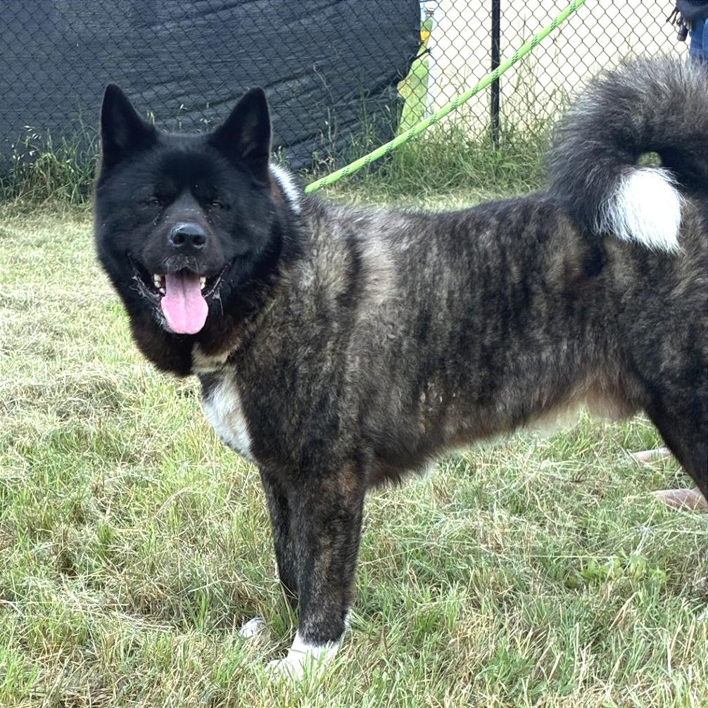 Enlarge Zeus, a Adoptable Akita in Buchanan Dam, TX image 2/3