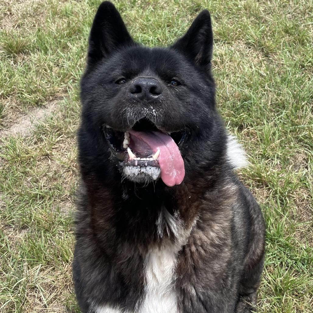 Enlarge Zeus, a Adoptable Akita in Buchanan Dam, TX image 3/3
