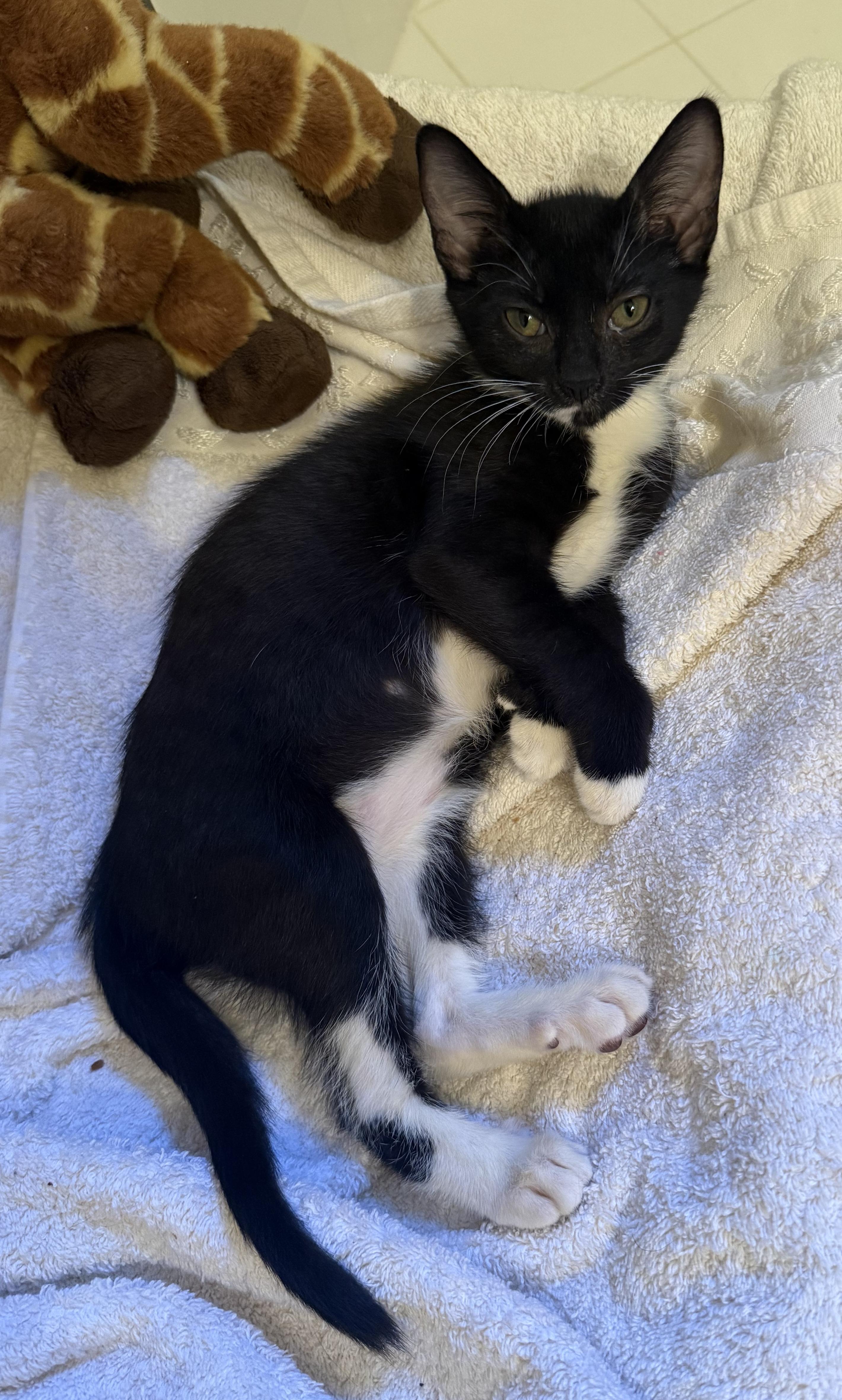 Enlarge Salt & Pepper, a Adoptable Domestic Short Hair in Sherman Oaks, CA image 6/6
