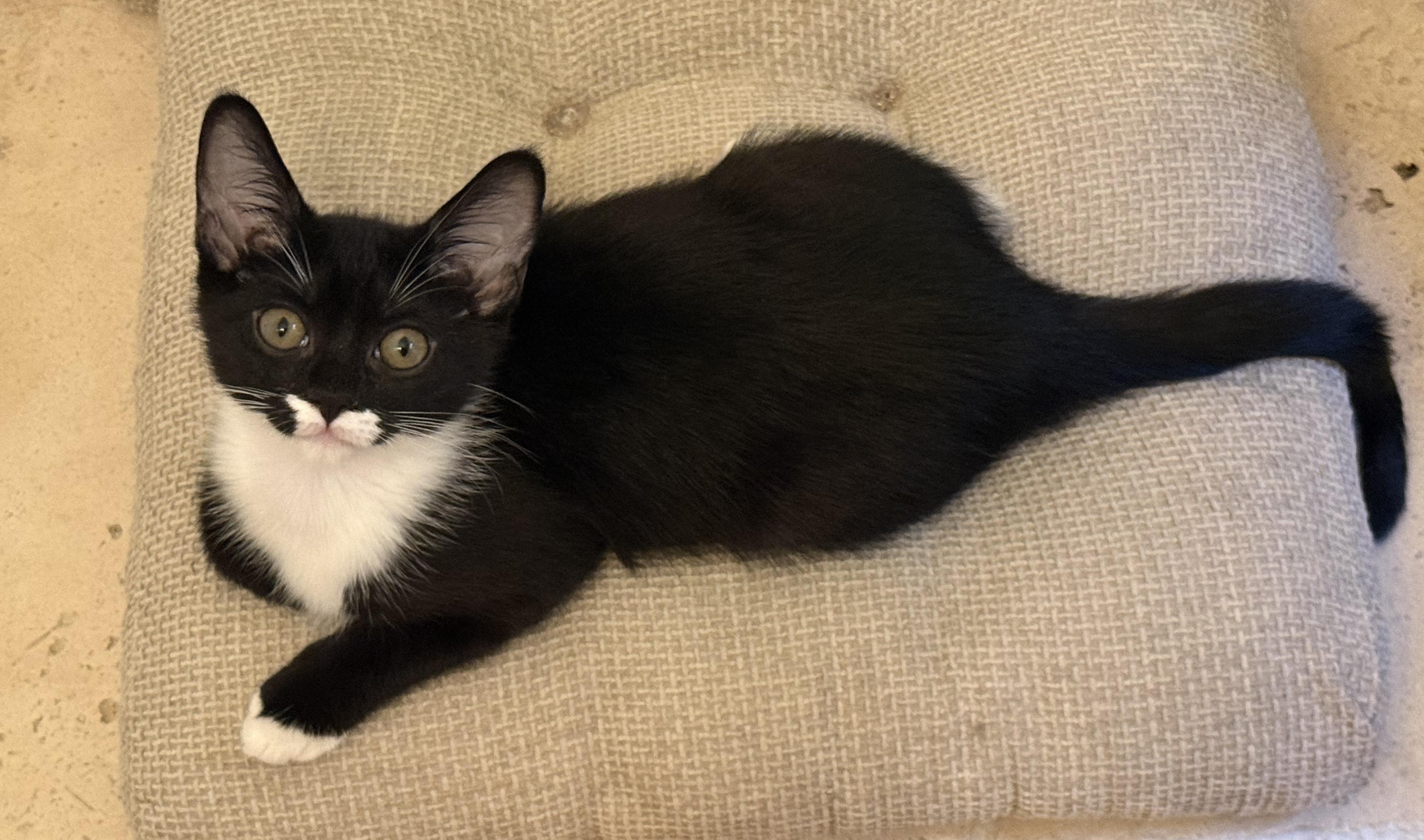 Enlarge Salt & Pepper, a Adoptable Domestic Short Hair in Sherman Oaks, CA image 3/6