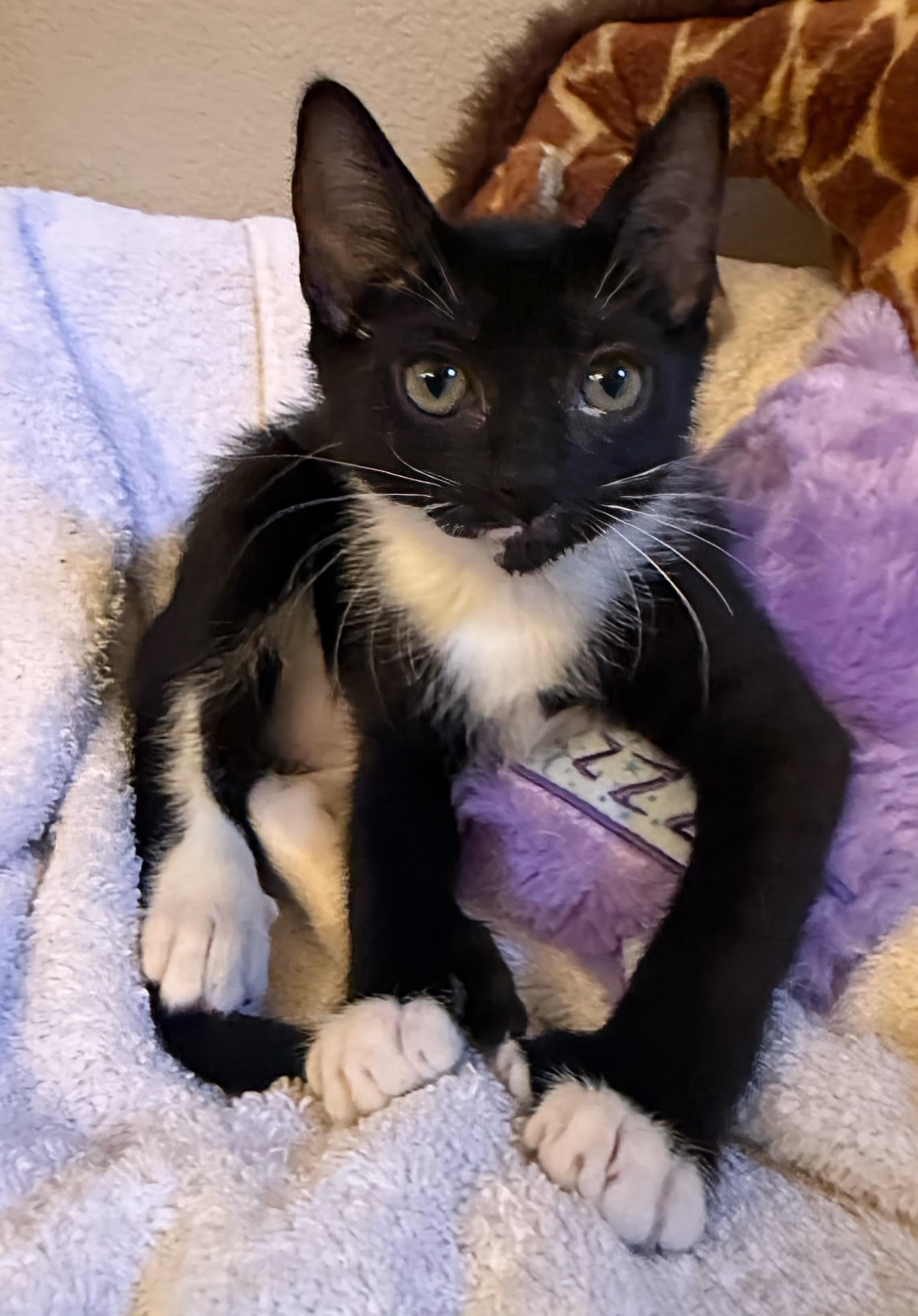 Enlarge Salt & Pepper, a Adoptable Domestic Short Hair in Sherman Oaks, CA image 5/6