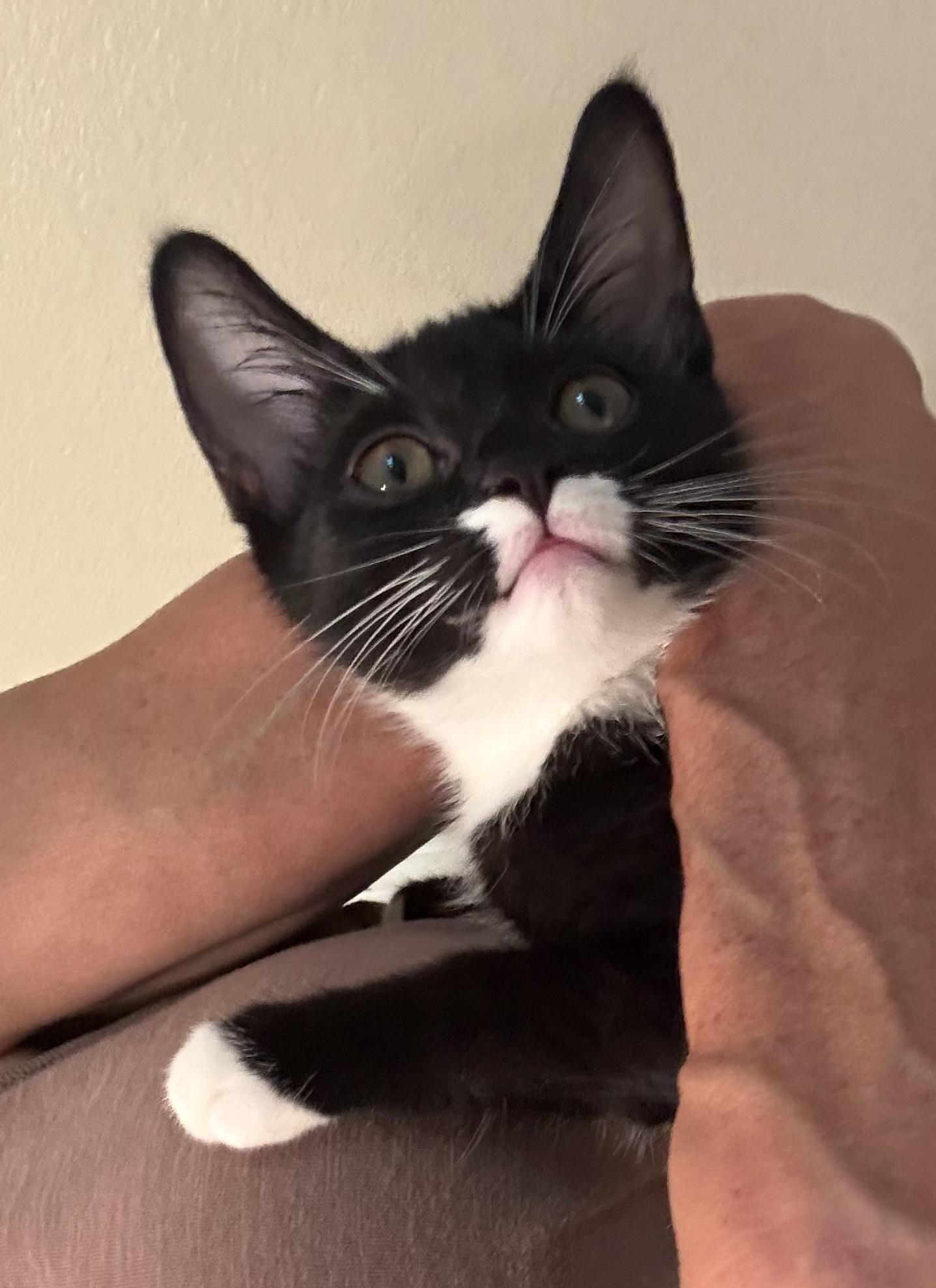 Salt & Pepper, Adoptable, Kitten Female Domestic Short Hair.