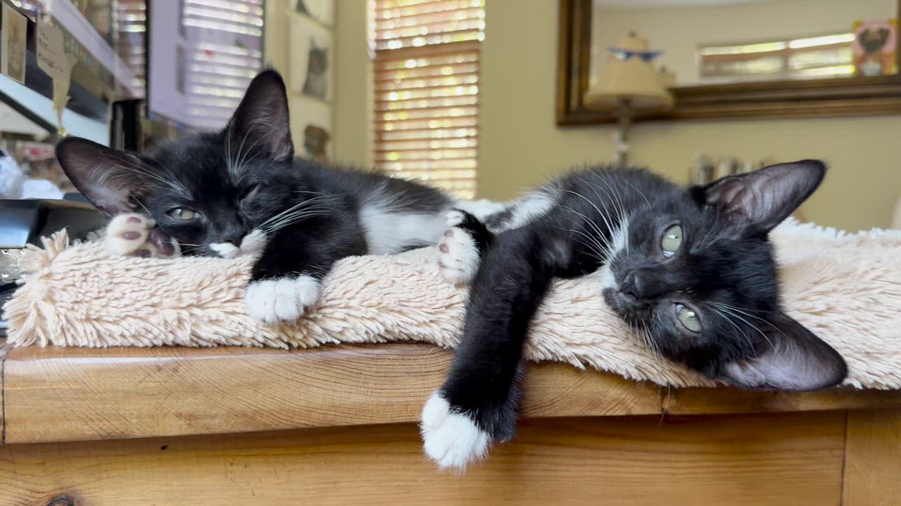 Enlarge Salt & Pepper, a Adoptable Domestic Short Hair in Sherman Oaks, CA video 1/6