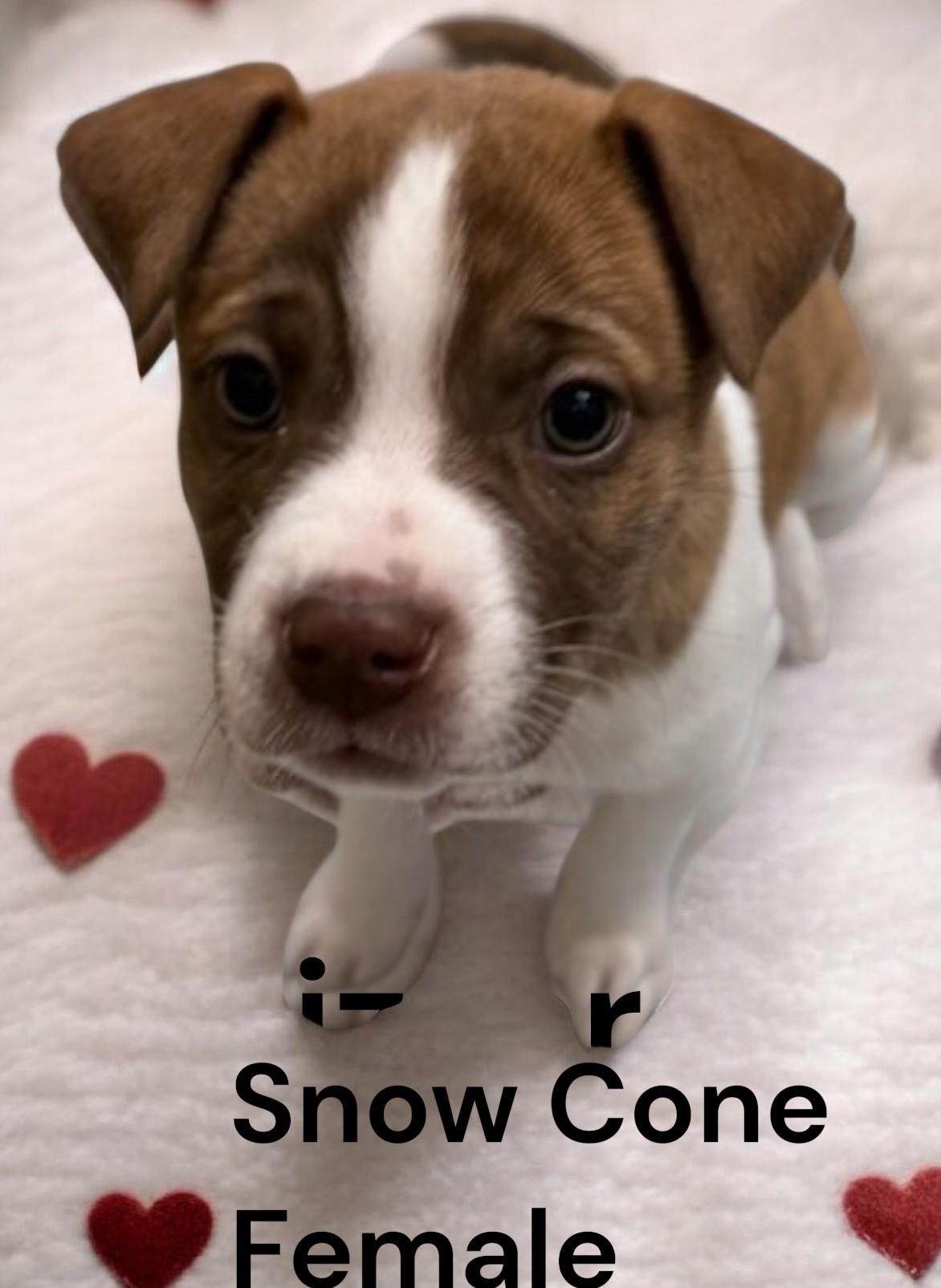 Snowcone, ADOPTABLE, Puppy Female Mixed Breed.