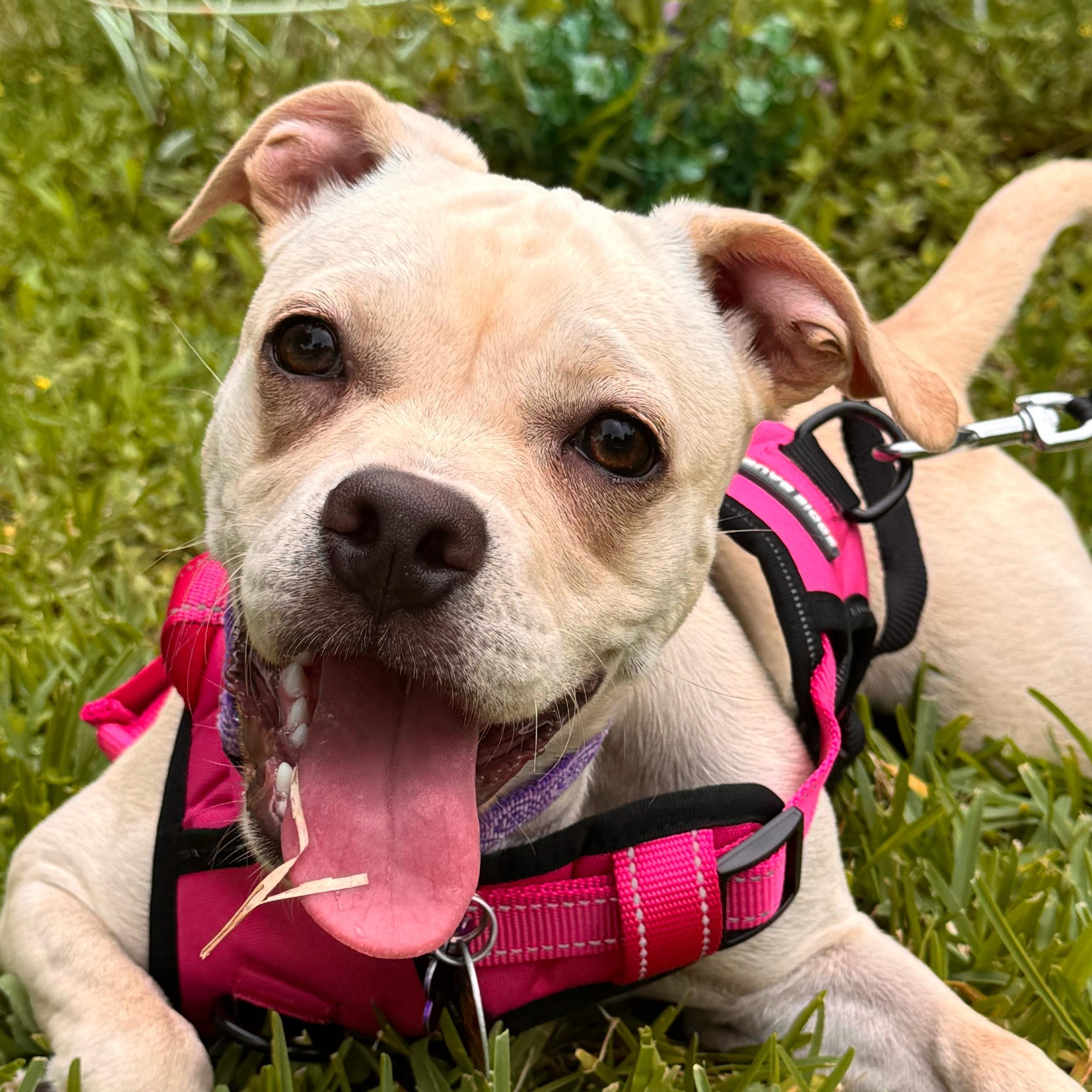 Enlarge Mari, a ADOPTABLE mixed breed in Houston, TX image 1/1