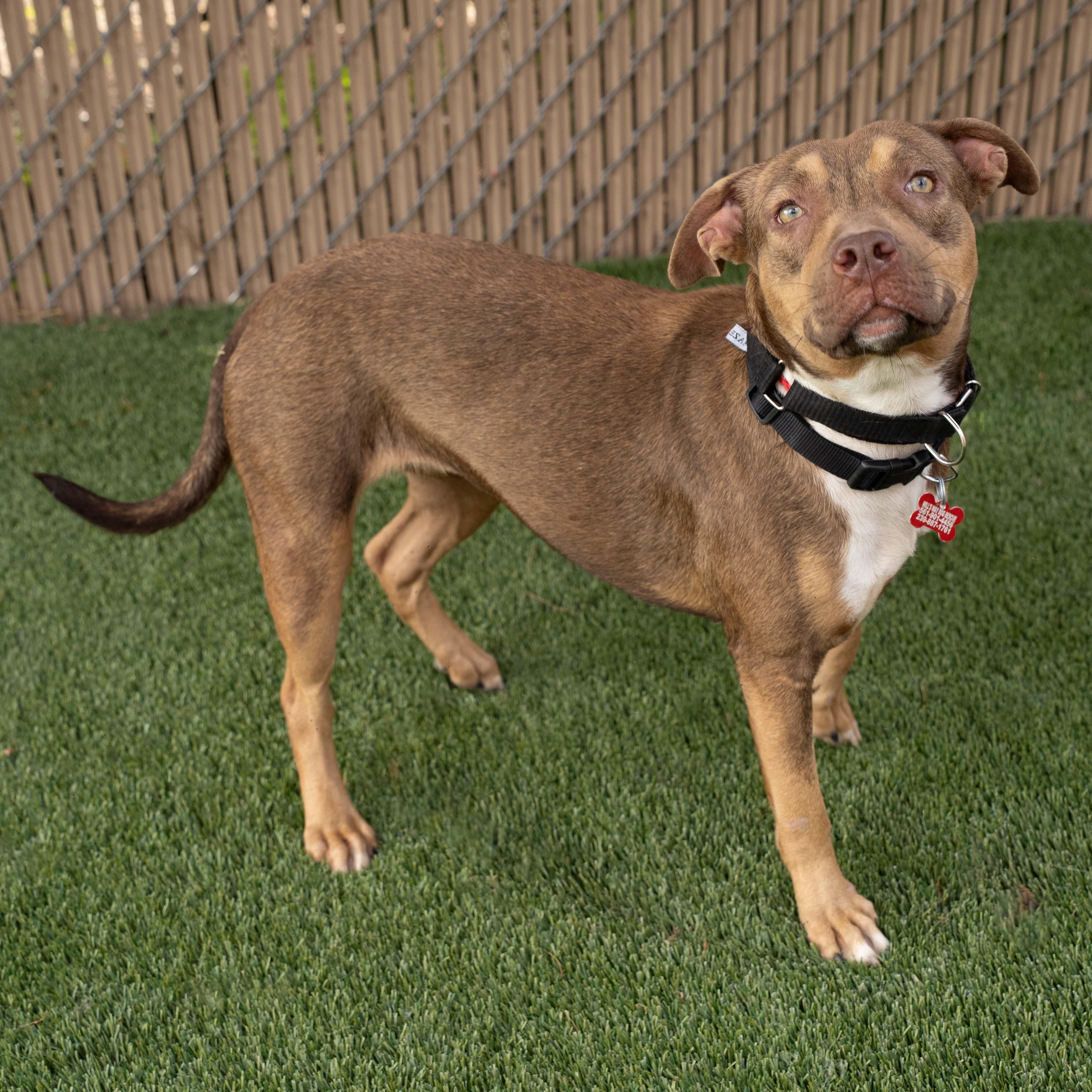Roxanne, Adoptable, Young Female Doberman Pinscher & Mixed Breed.