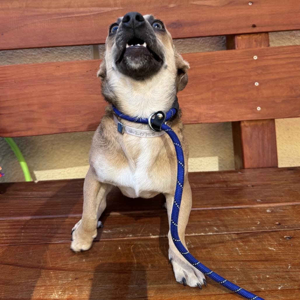 Pumpkin, Adoptable, Young Male Chihuahua.