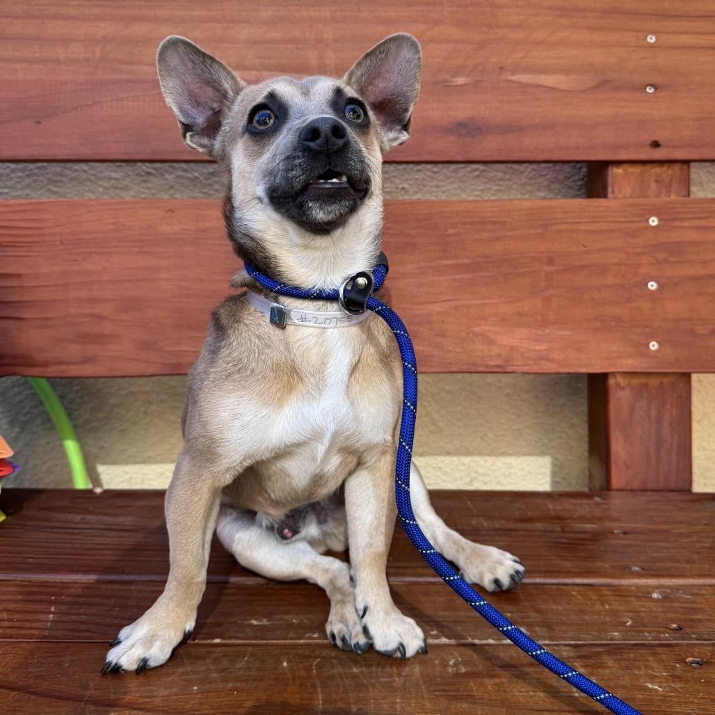 Pumpkin, a Adoptable Chihuahua in Freeport, FL image 2/4