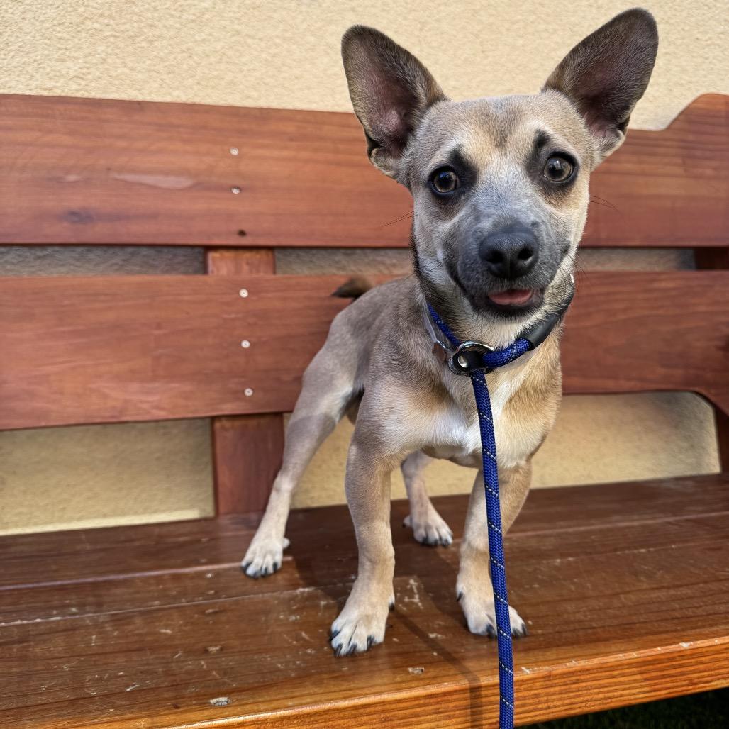 Pumpkin, a Adoptable Chihuahua in Freeport, FL image 3/4