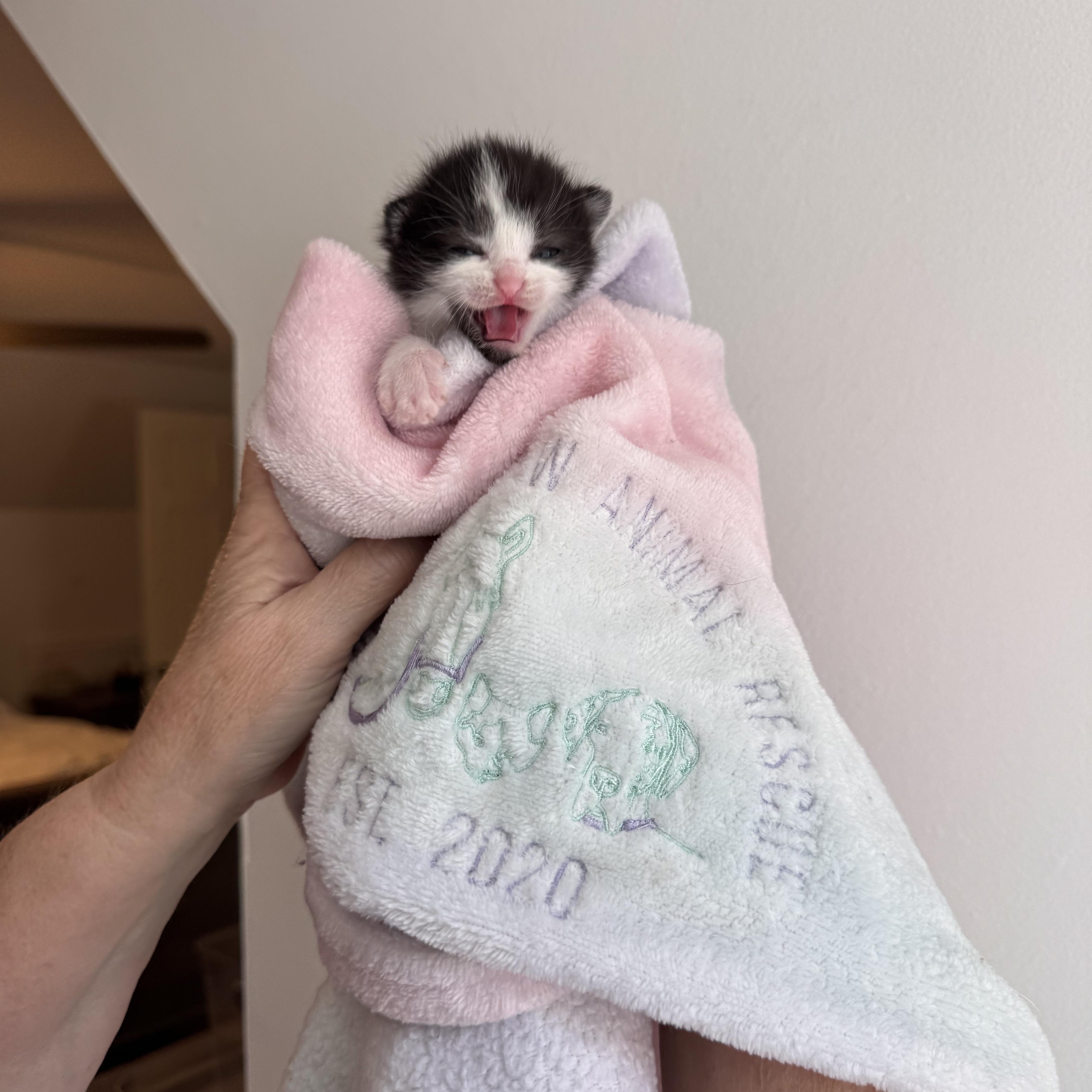 Enlarge Eeny, a Adoptable Domestic Short Hair in Greensboro, NC image 1/1