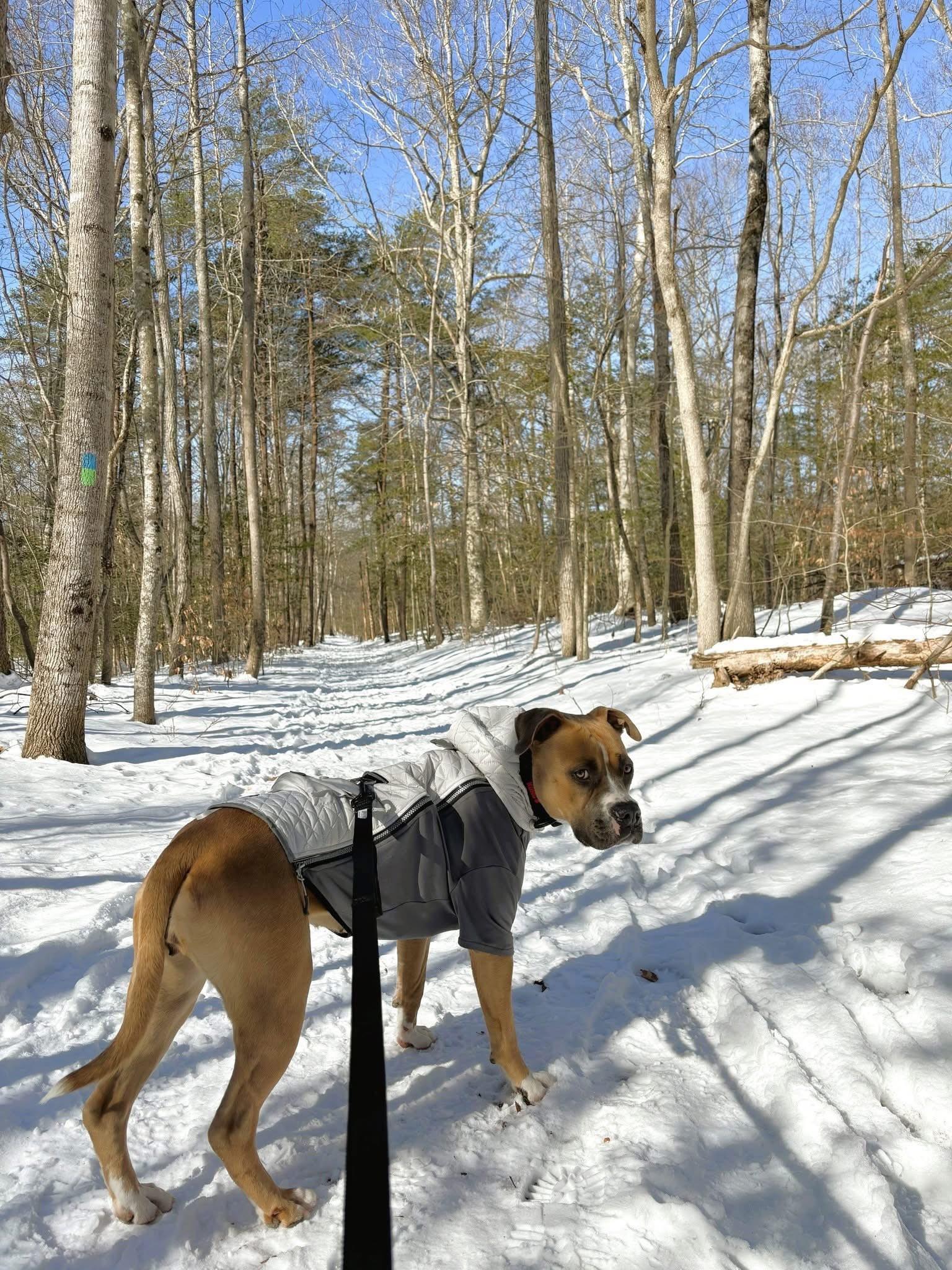 Kiwi - Courtesy Post, a Adoptable mixed breed in Leonardtown, MD image 2/5