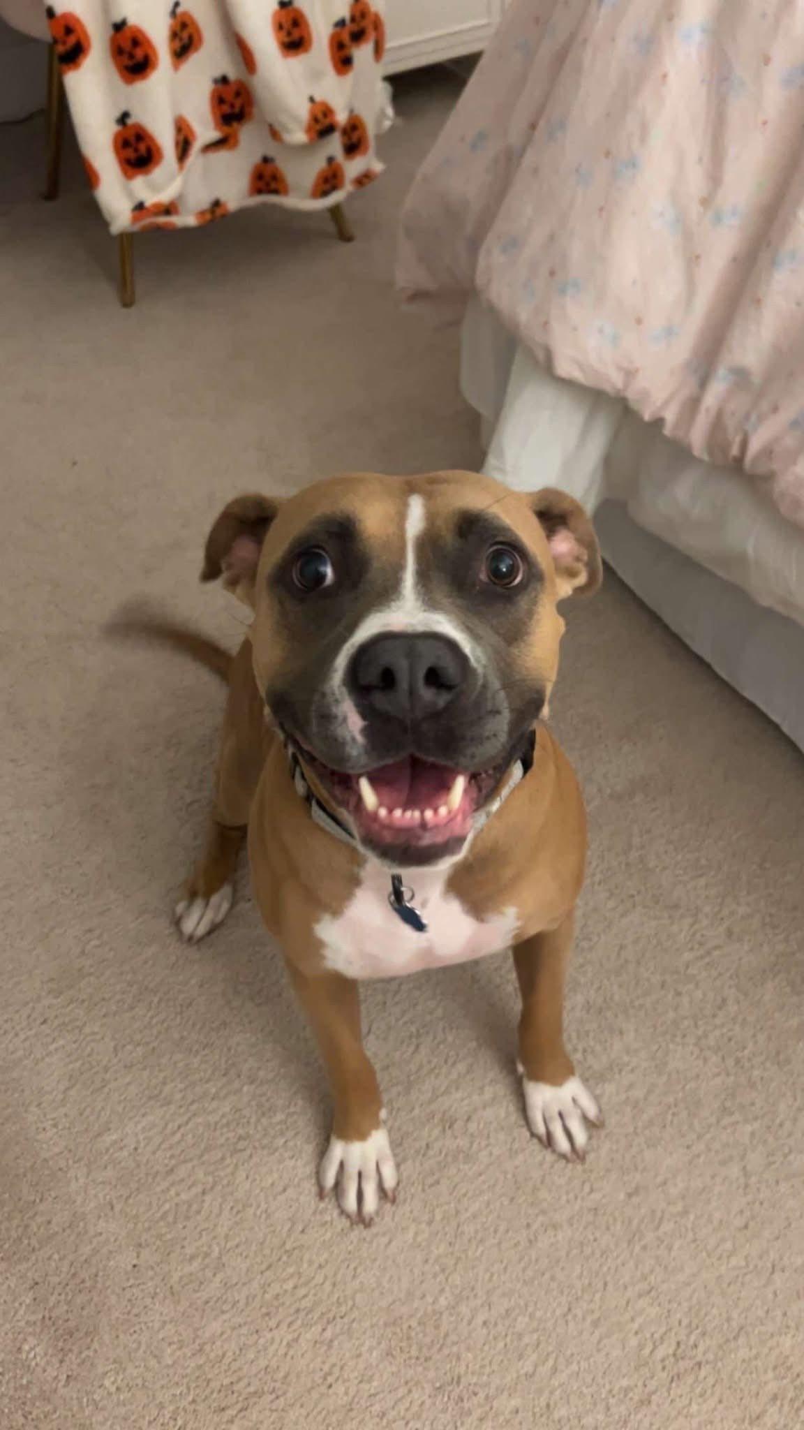 Kiwi - Courtesy Post, a Adoptable mixed breed in Leonardtown, MD image 3/5