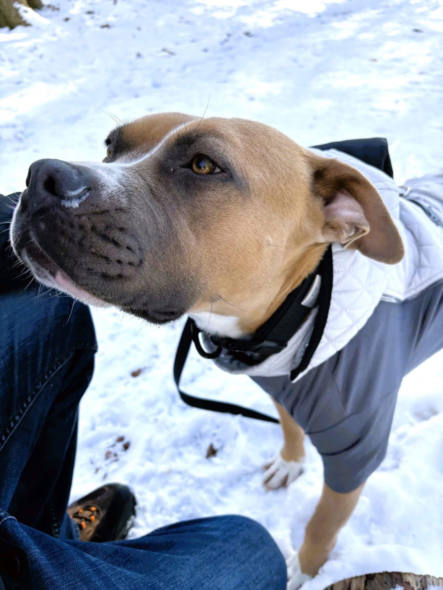 Kiwi - Courtesy Post, a Adoptable mixed breed in Leonardtown, MD image 4/5