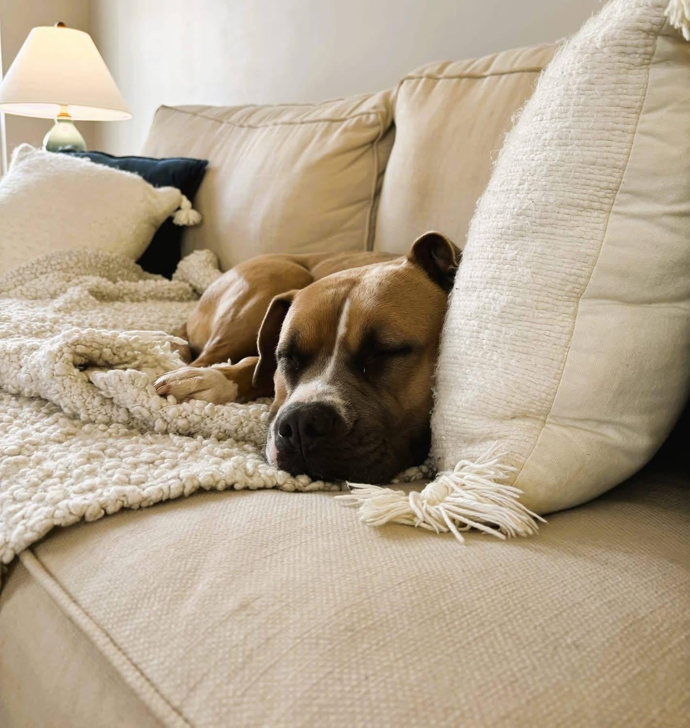 Kiwi - Courtesy Post, a Adoptable mixed breed in Leonardtown, MD image 5/5