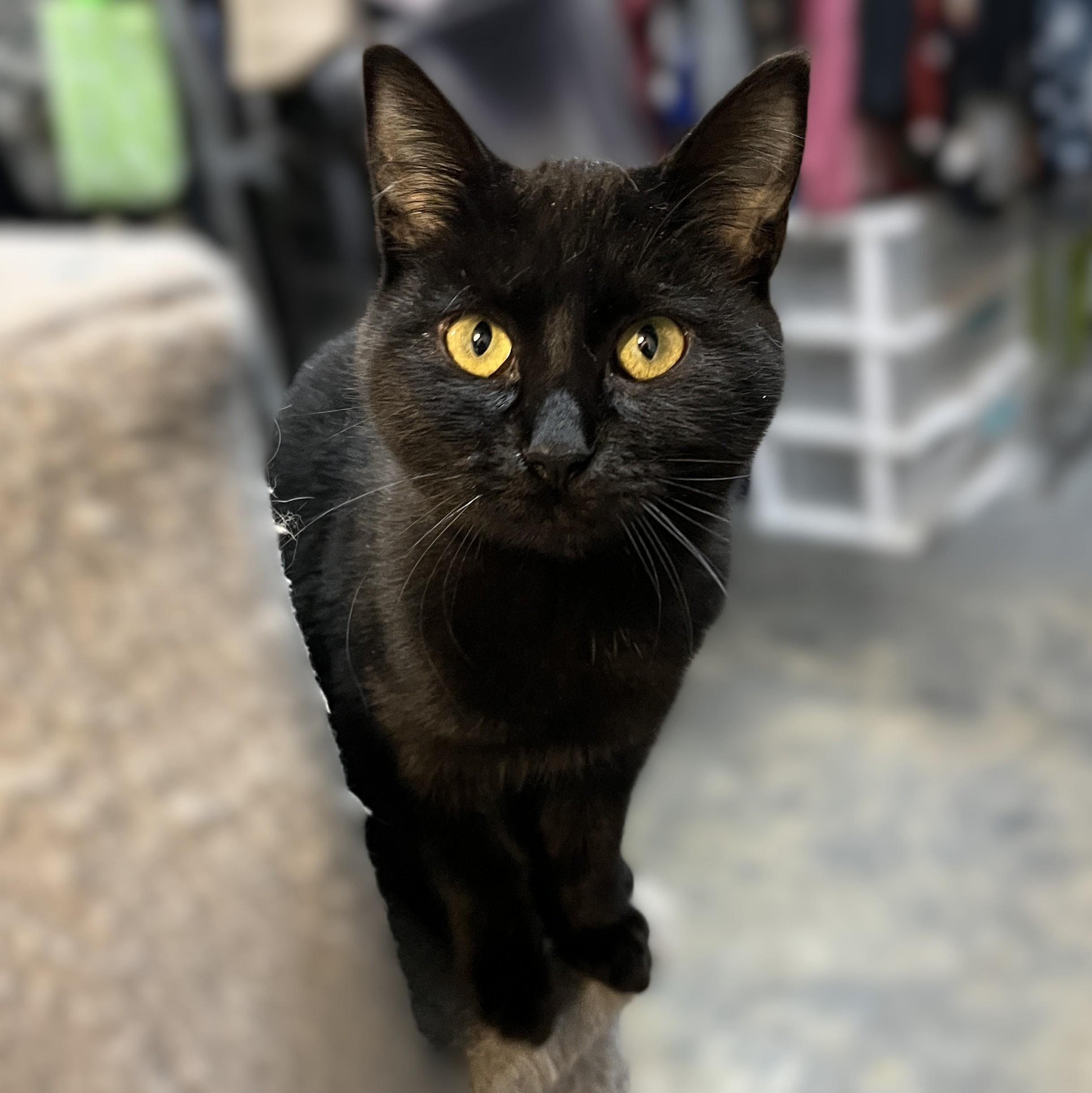 Enlarge Cinder, a Adoptable Domestic Short Hair in Shingletown, CA image 1/1