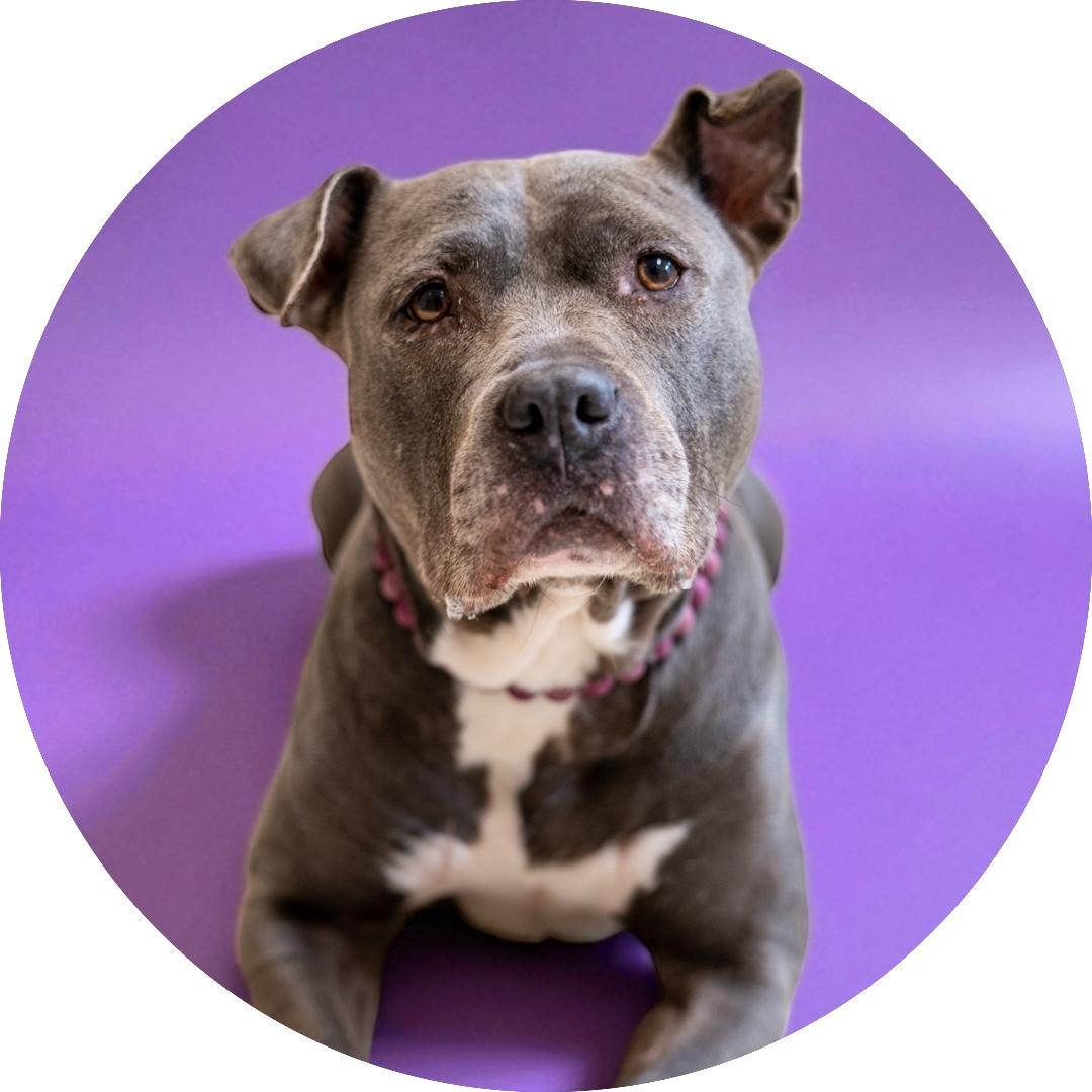 Lylla, Adoptable, Adult Female Pit Bull Terrier.