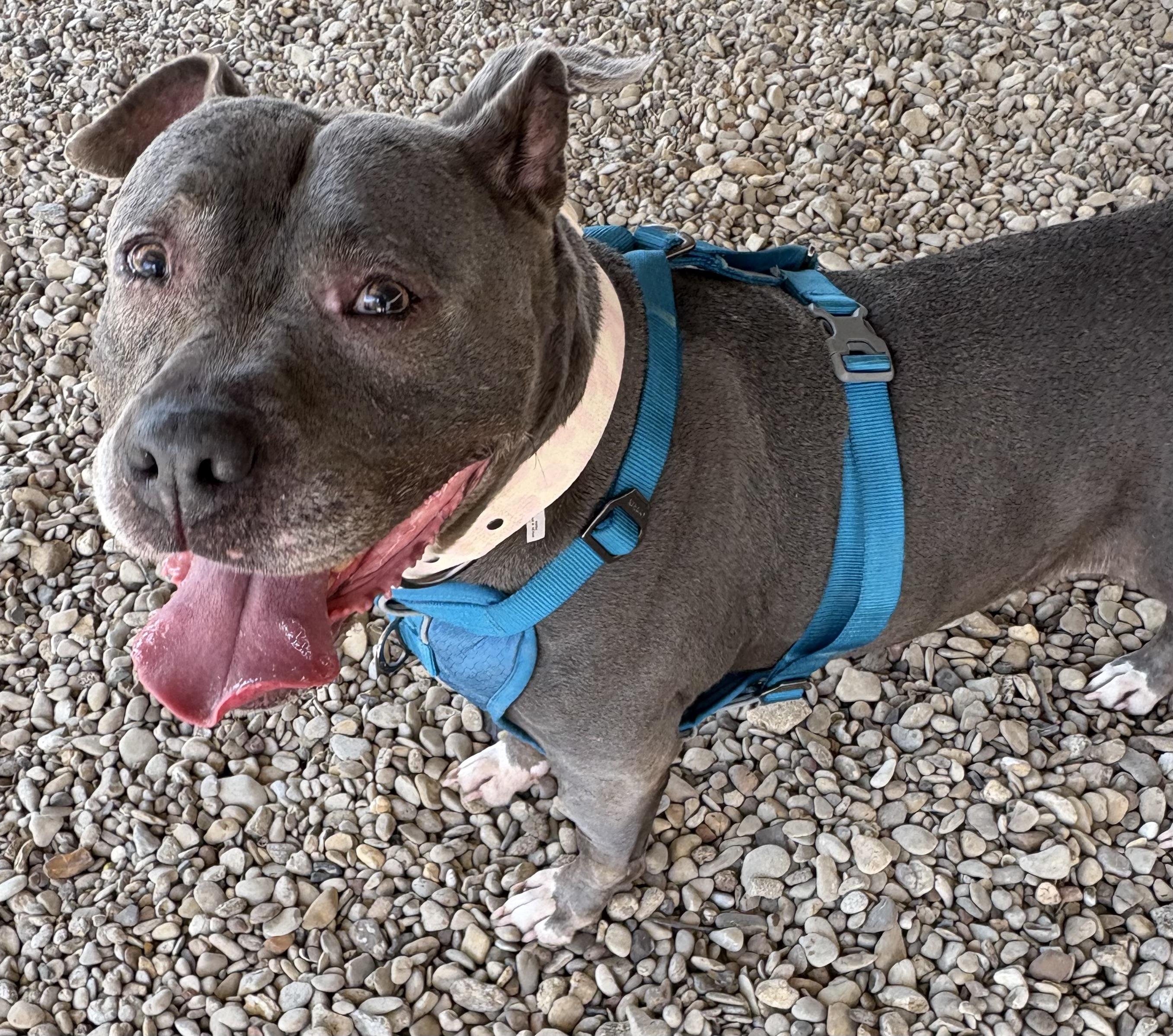 Enlarge Lylla, a Adoptable Pit Bull Terrier in Plano, TX image 2/6