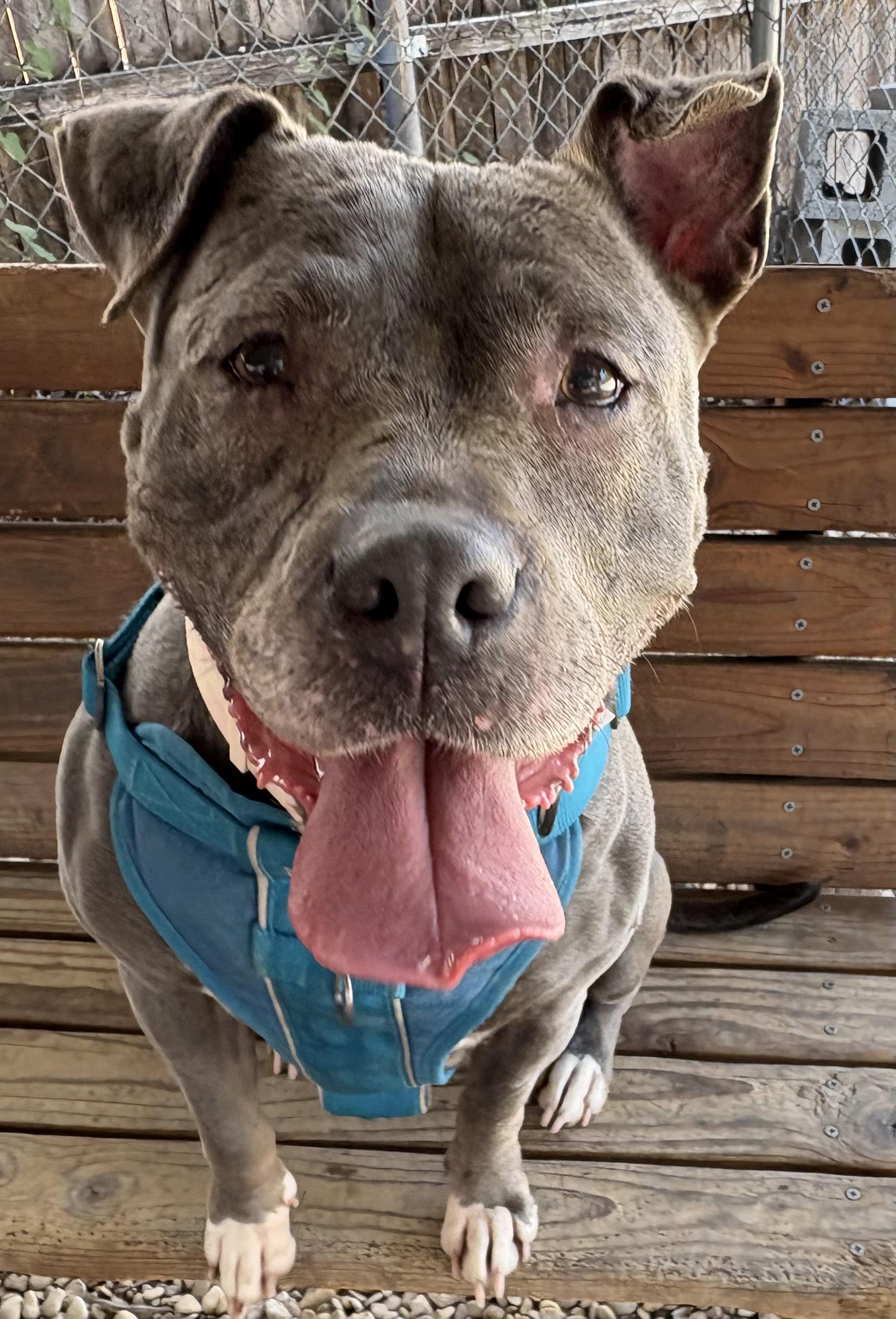 Enlarge Lylla, a Adoptable Pit Bull Terrier in Plano, TX image 3/6