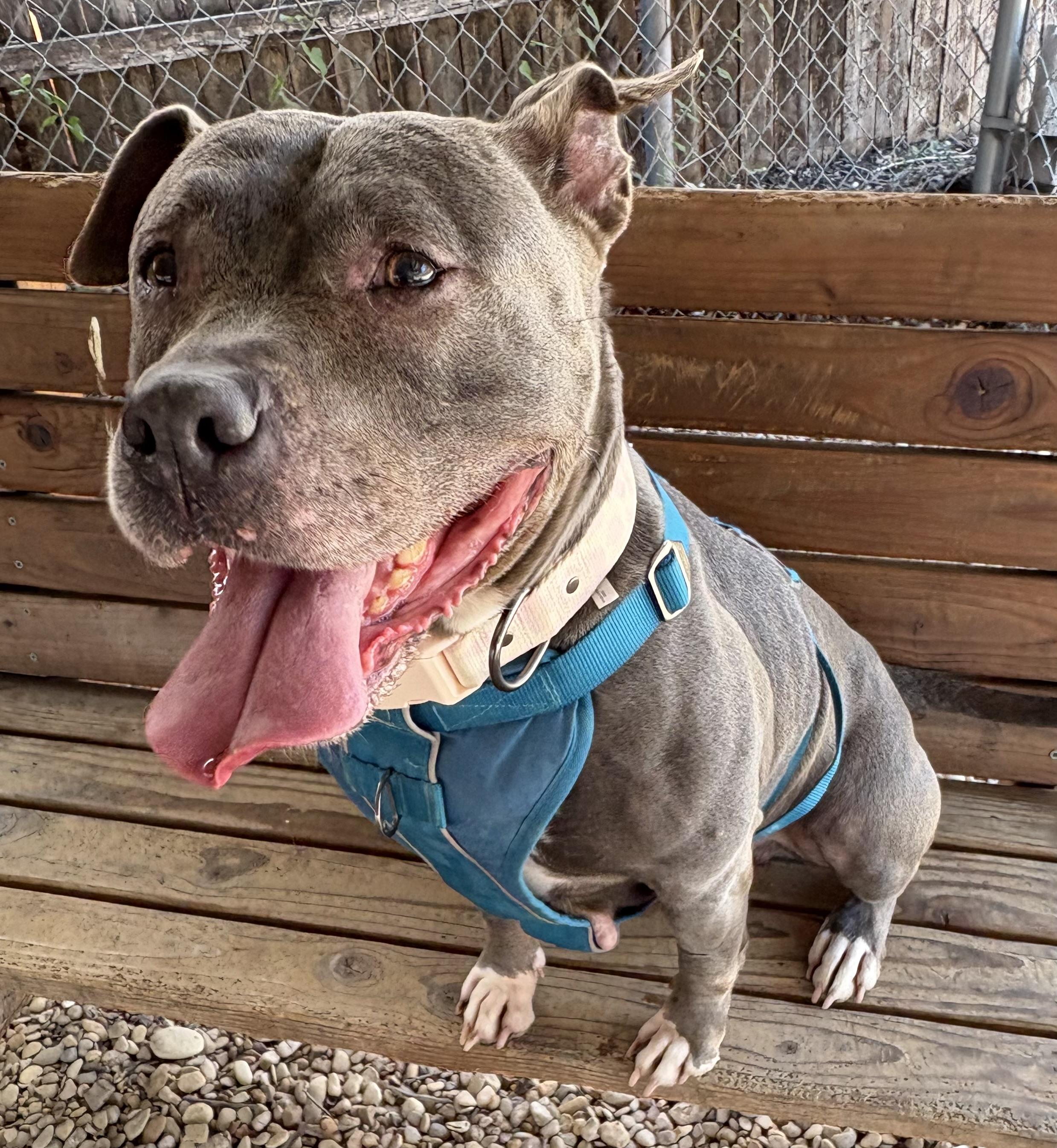 Enlarge Lylla, a Adoptable Pit Bull Terrier in Plano, TX image 4/6