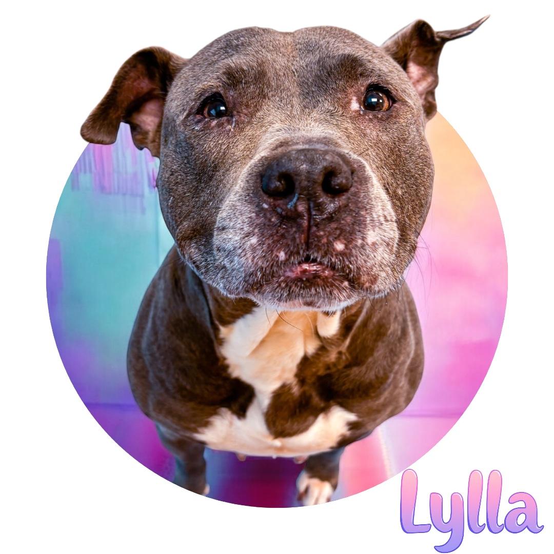 Enlarge Lylla, a Adoptable Pit Bull Terrier in Plano, TX image 5/6