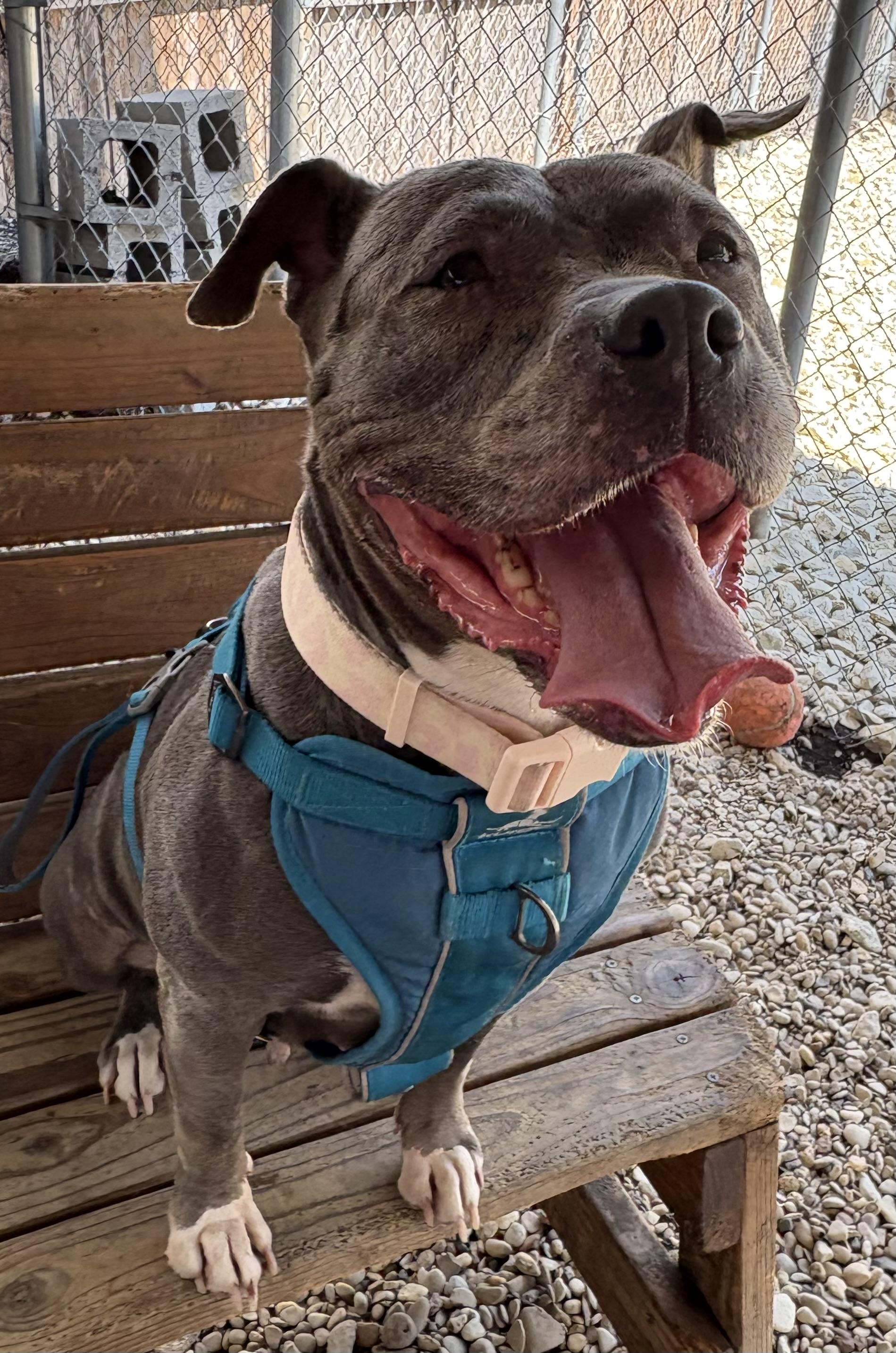 Enlarge Lylla, a Adoptable Pit Bull Terrier in Plano, TX image 6/6