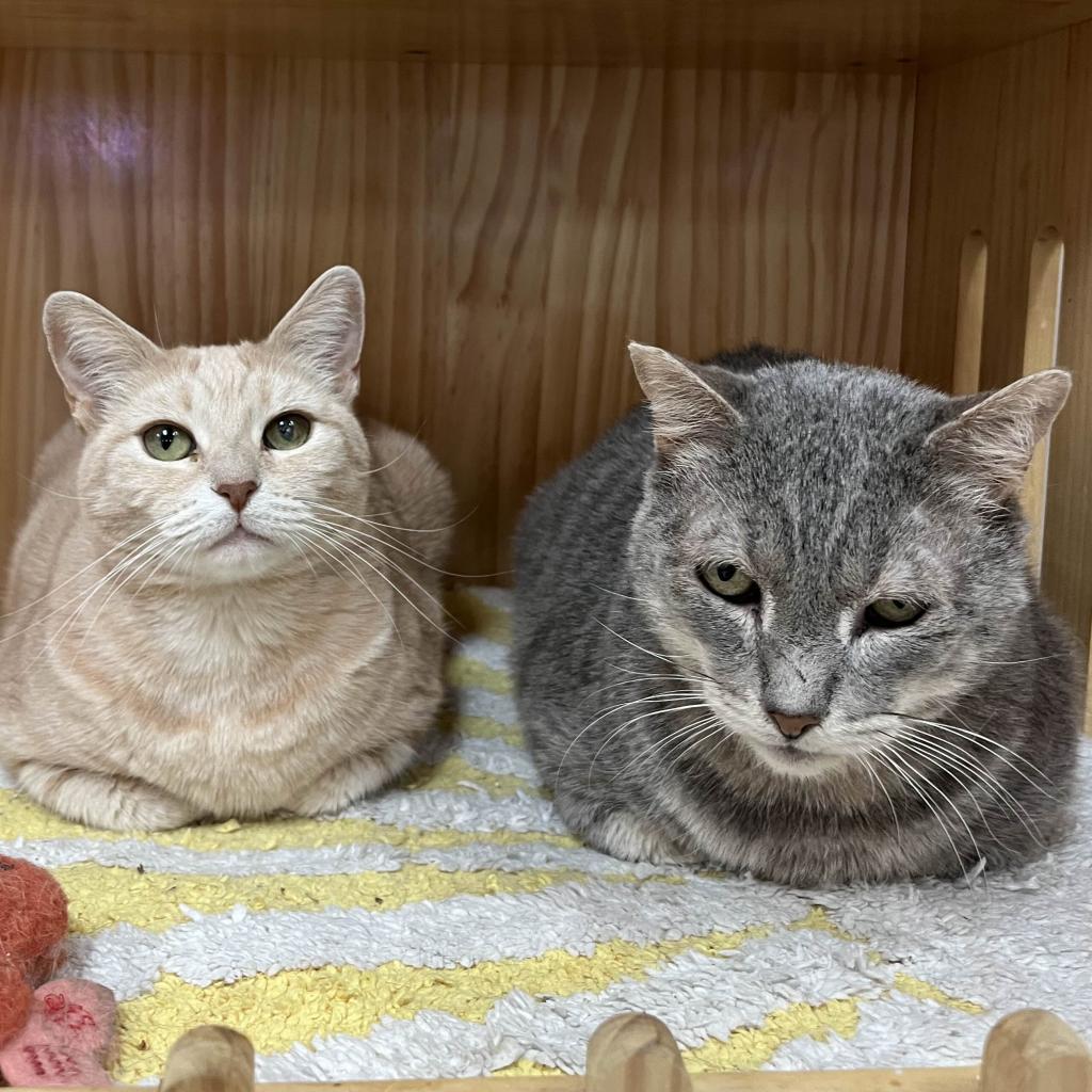 Enlarge Mrs Orange, a Adoptable Domestic Short Hair in Yucca Valley, CA image 2/5