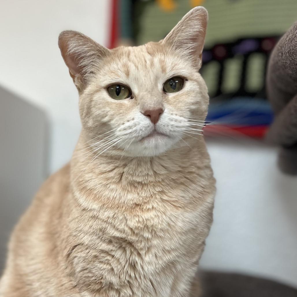 Enlarge Mrs Orange, a Adoptable Domestic Short Hair in Yucca Valley, CA image 3/5