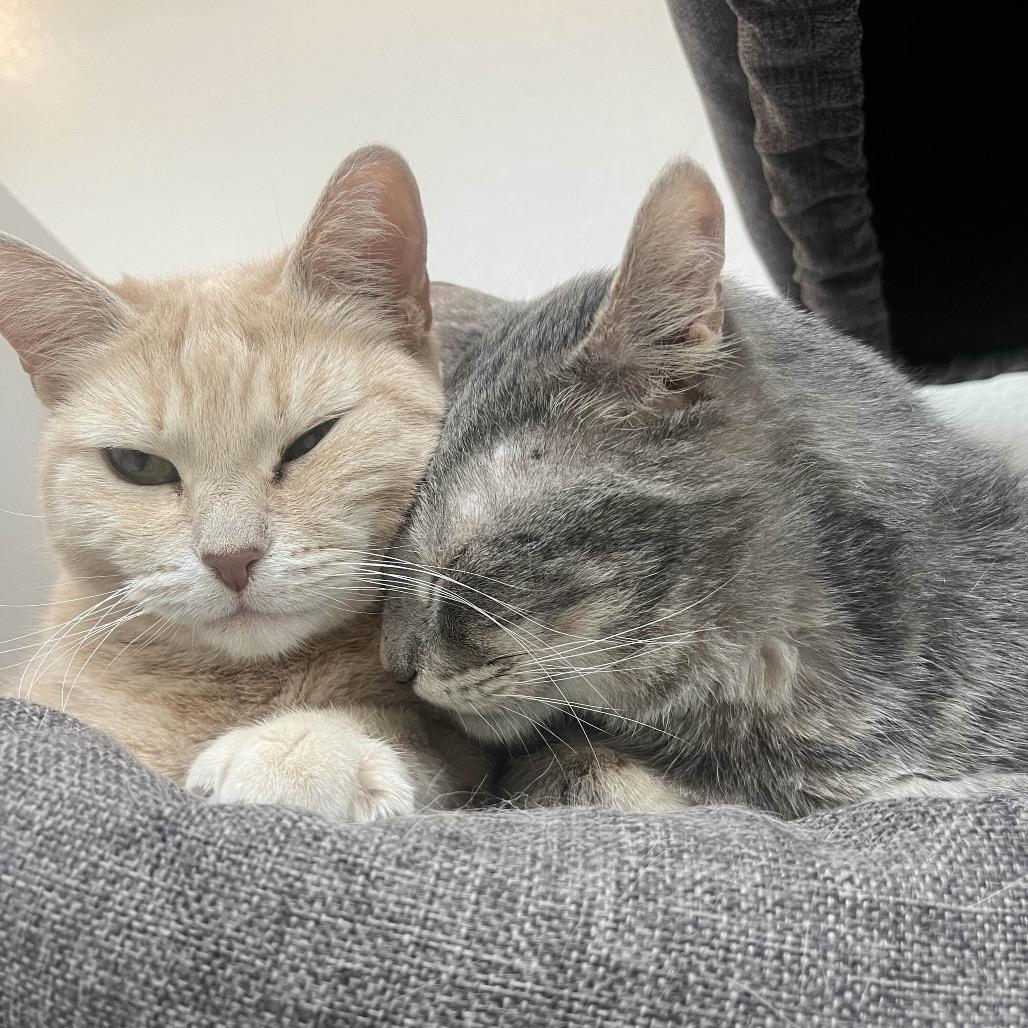 Enlarge Mrs Orange, a Adoptable Domestic Short Hair in Yucca Valley, CA image 4/5