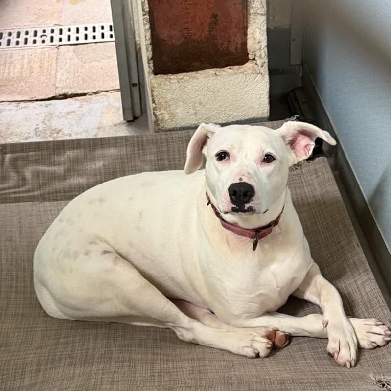Sassi 28362, Adoptable, Adult Female Mixed Breed.