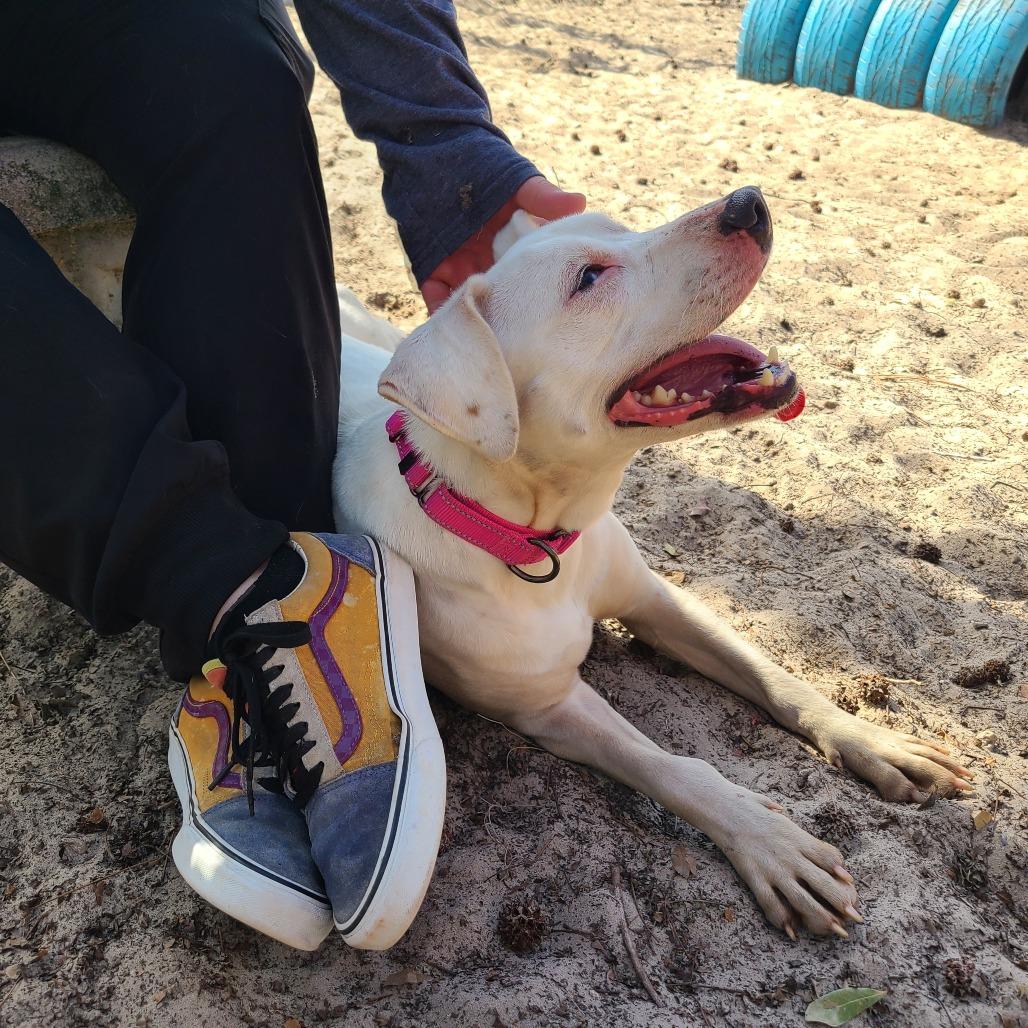 Enlarge Sassi 28362, a Adoptable Mixed Breed in Middleburg, FL image 1/4